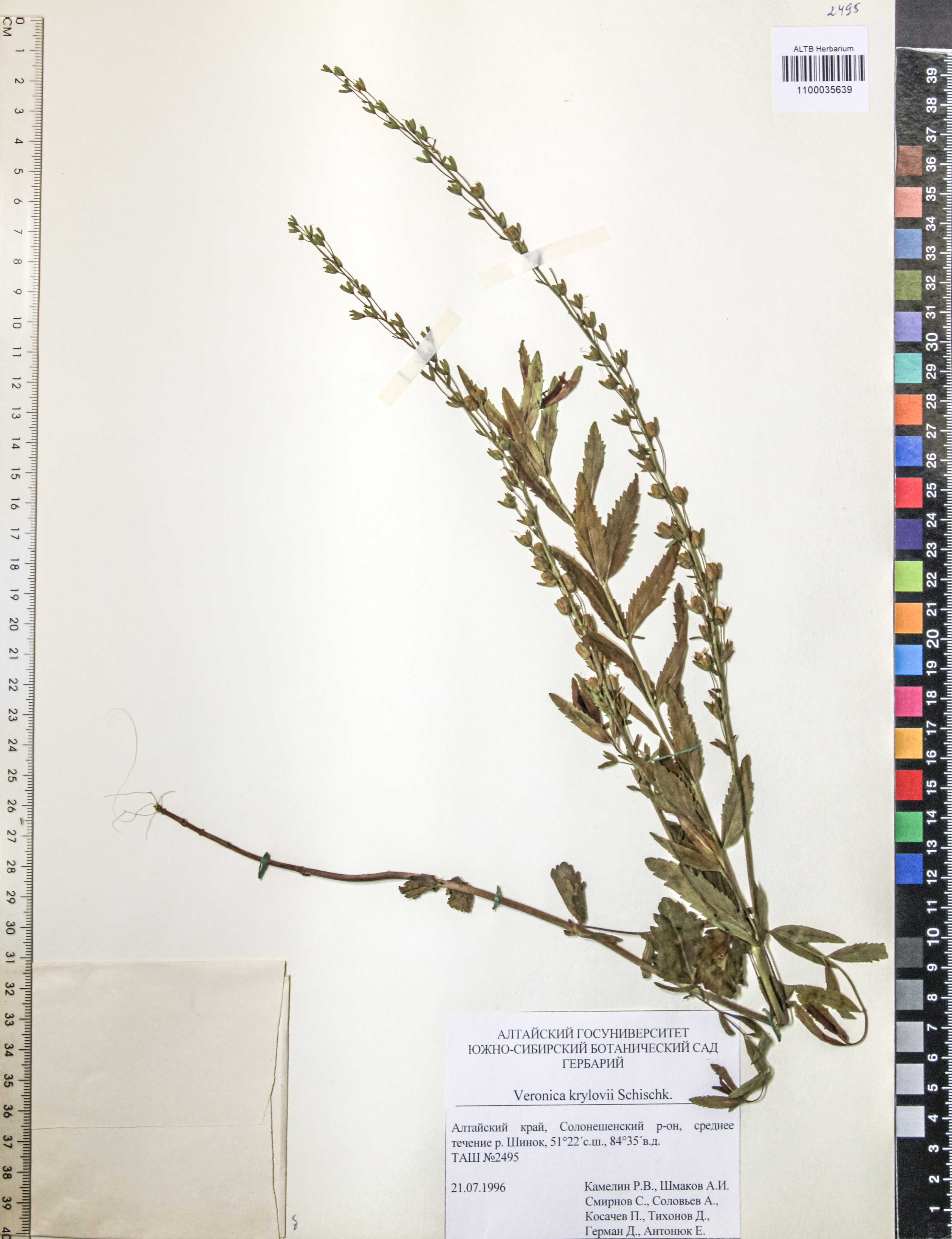 Veronica krylovii Schischk.