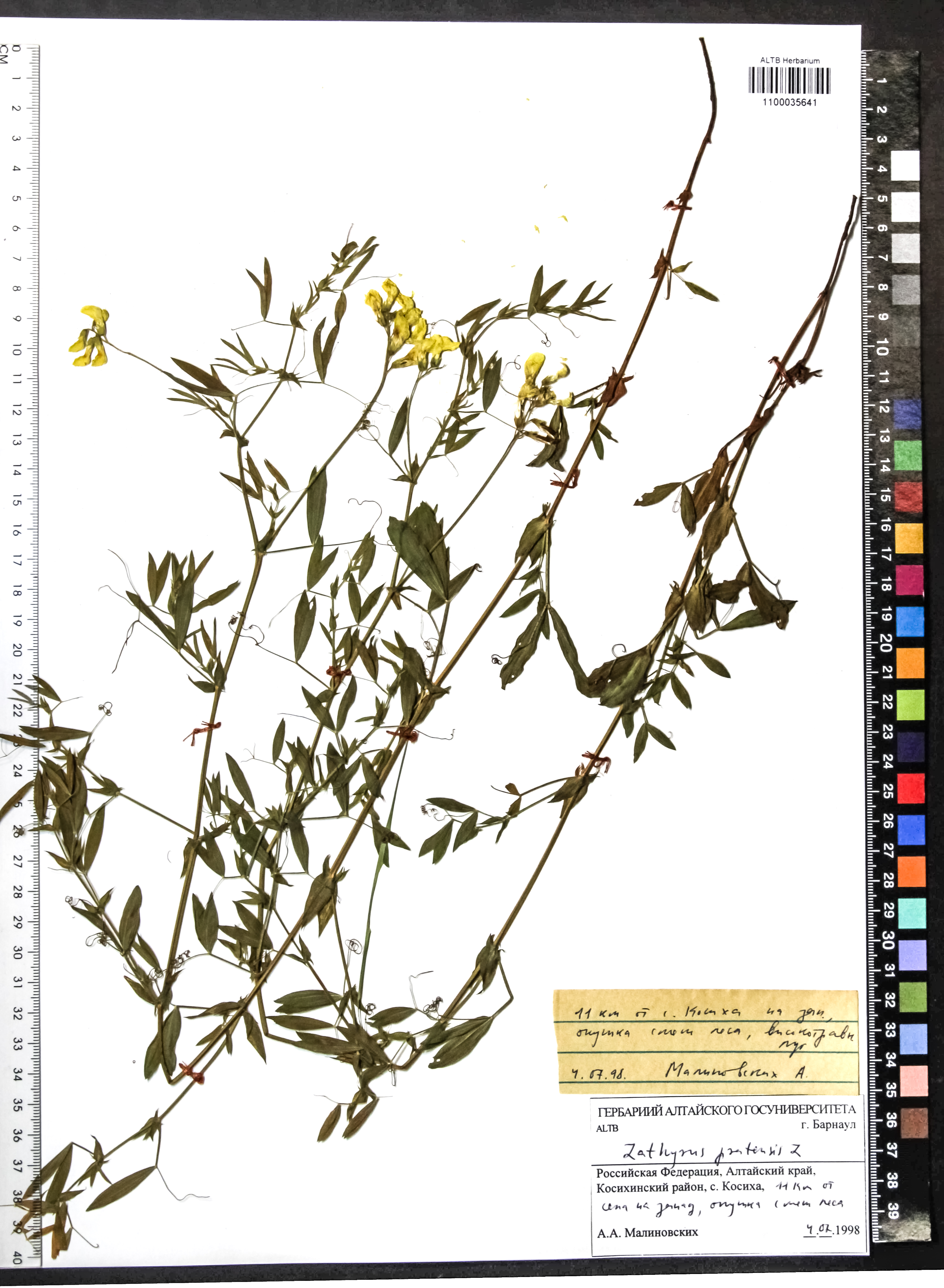 Lathyrus pratensis L.
