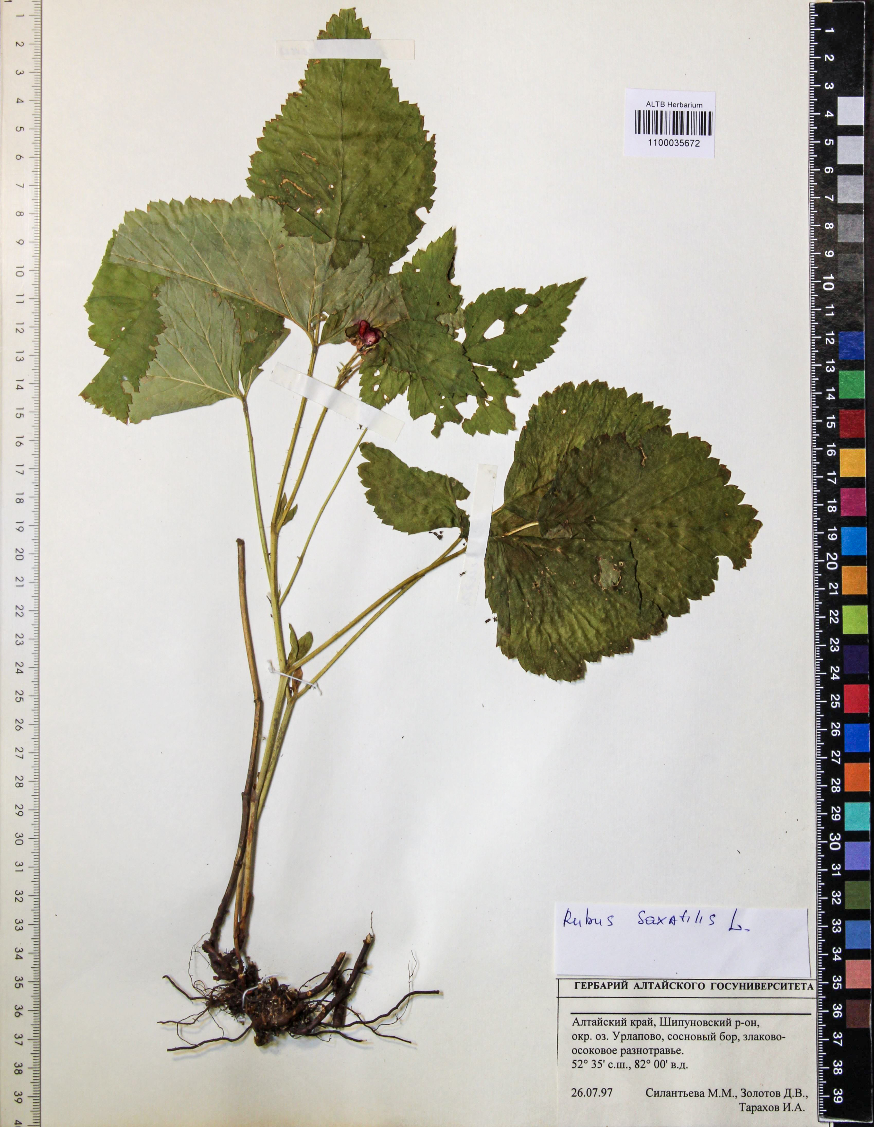 Rubus saxatilis L.