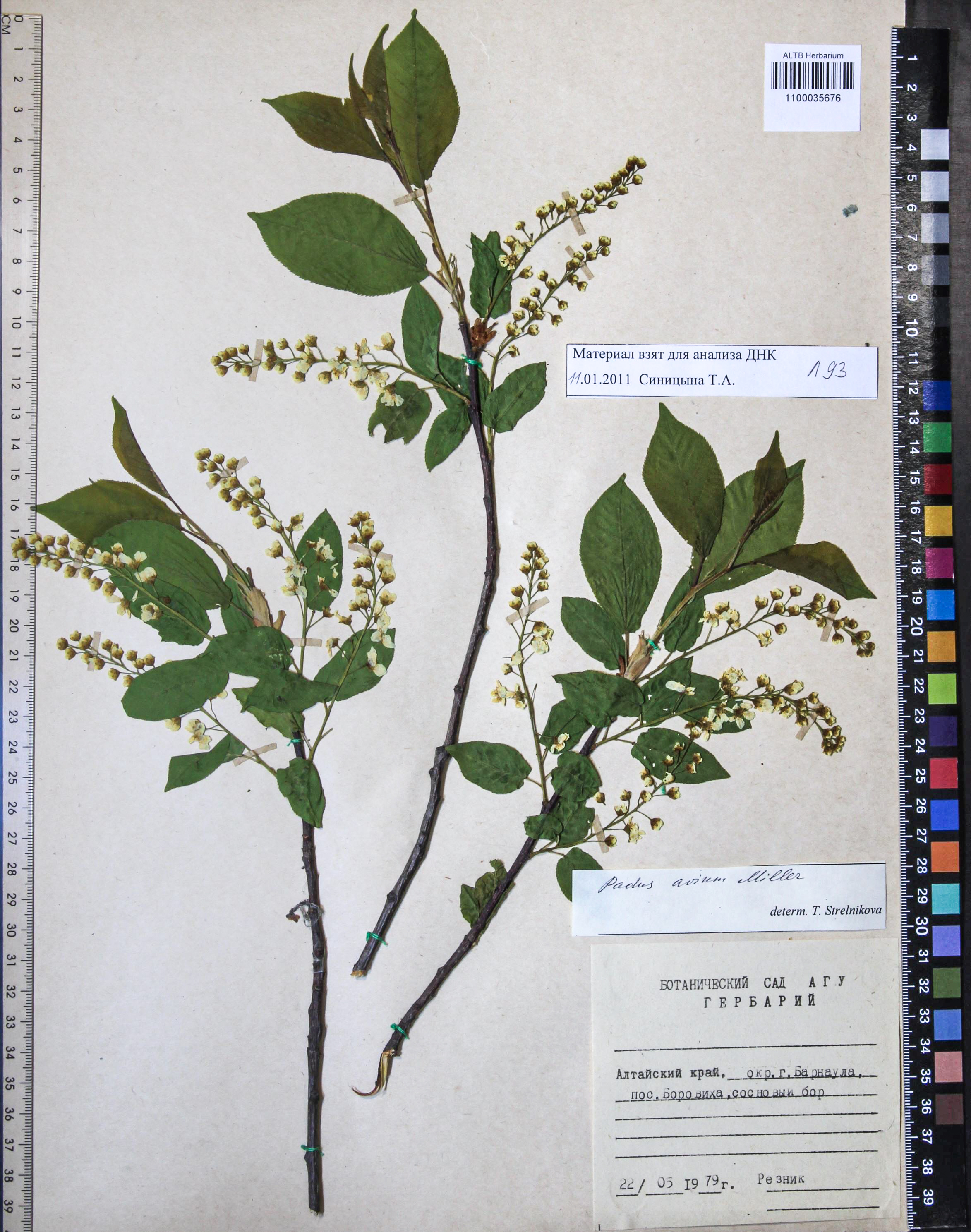 Prunus padus L.
