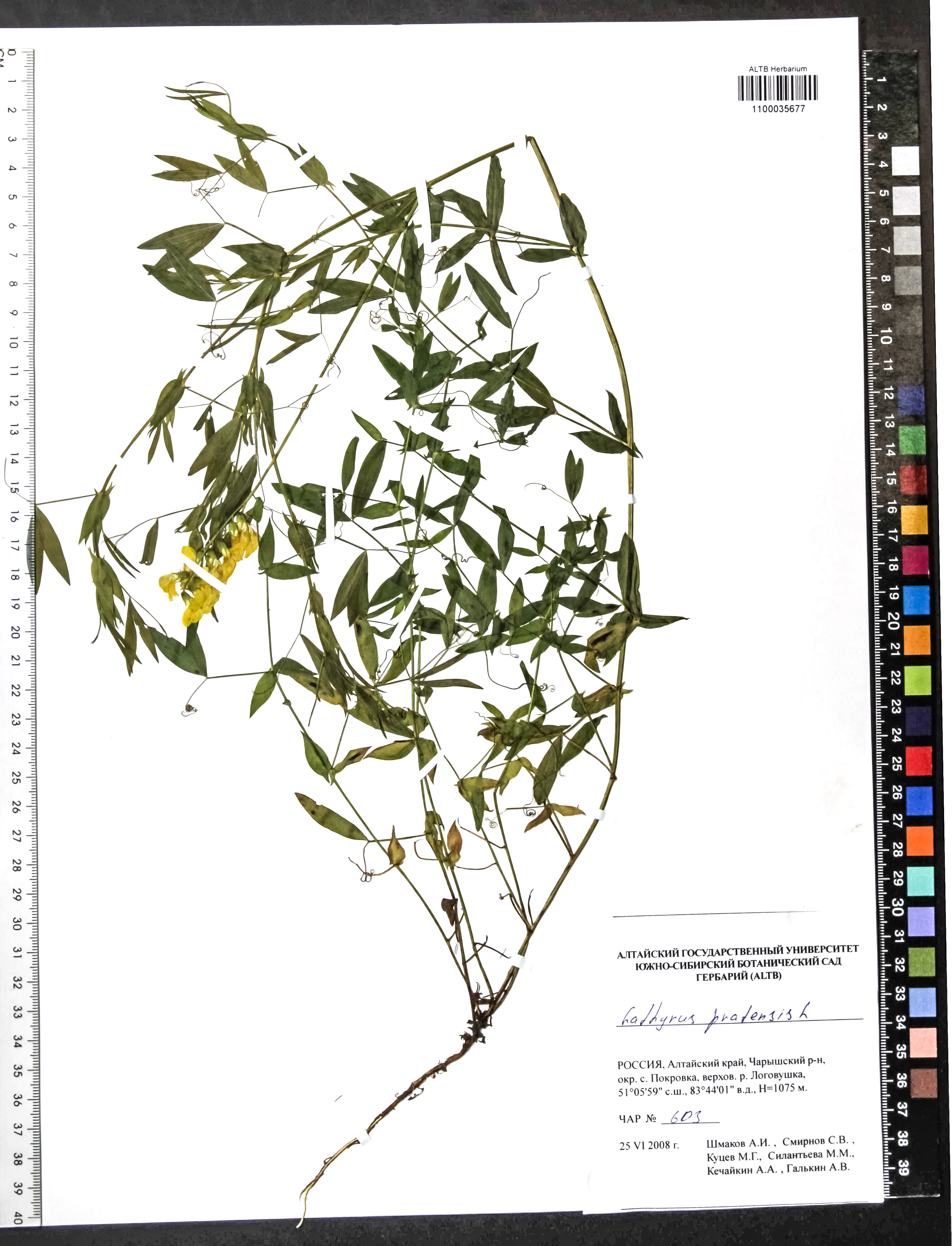 Lathyrus pratensis L.