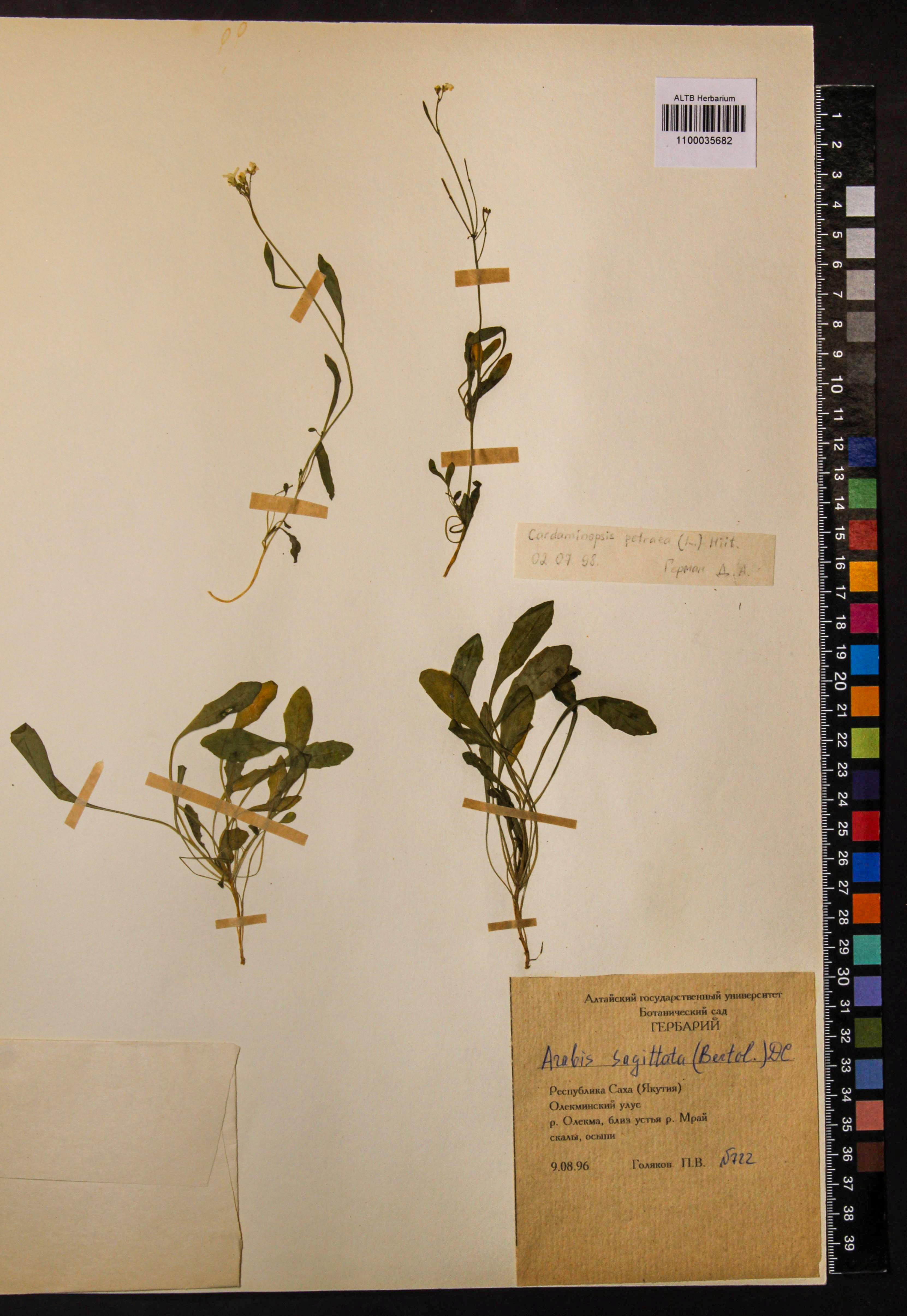 Cardaminopsis petraea (L.) Hiitonen