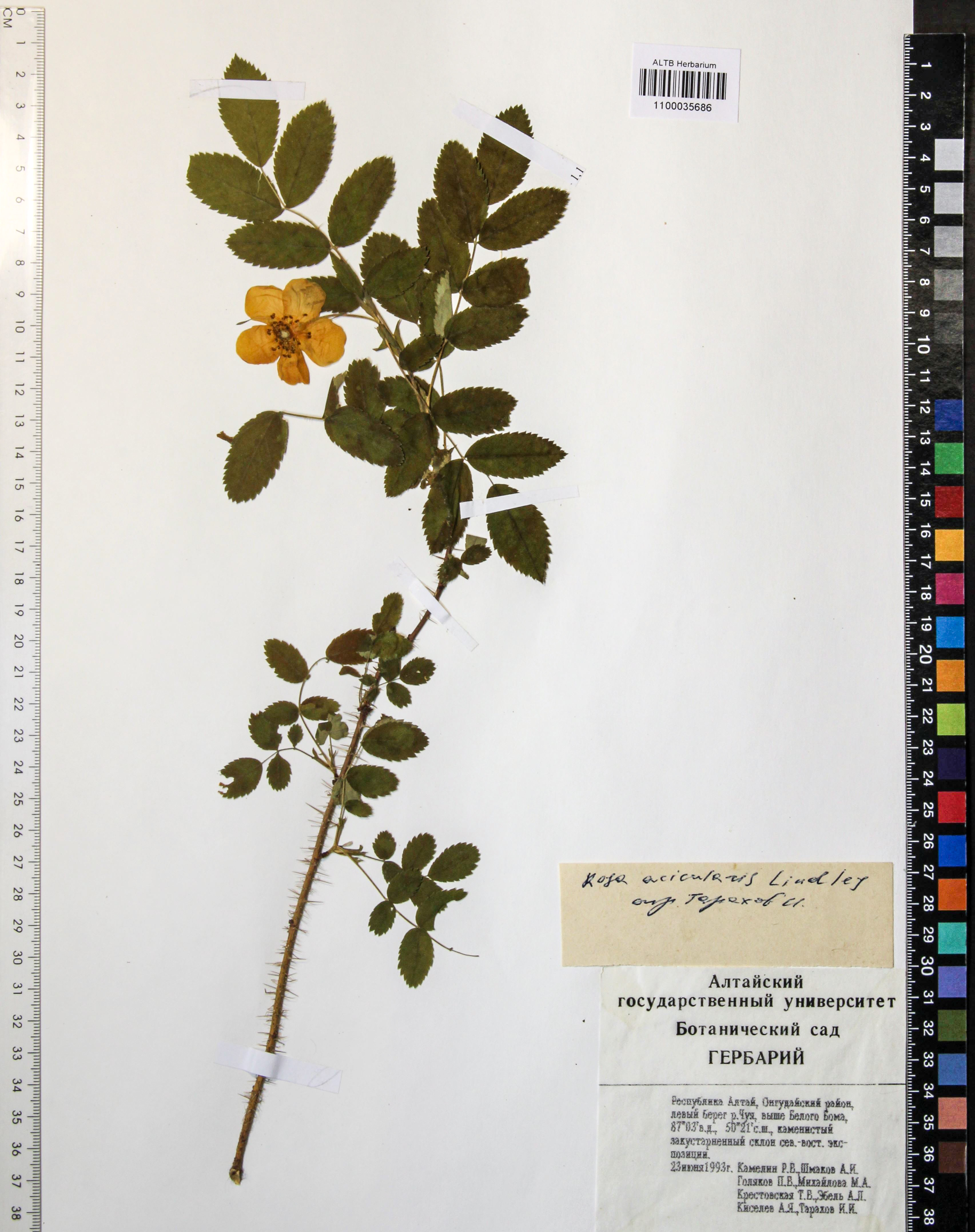 Rosa acicularis Lindl.