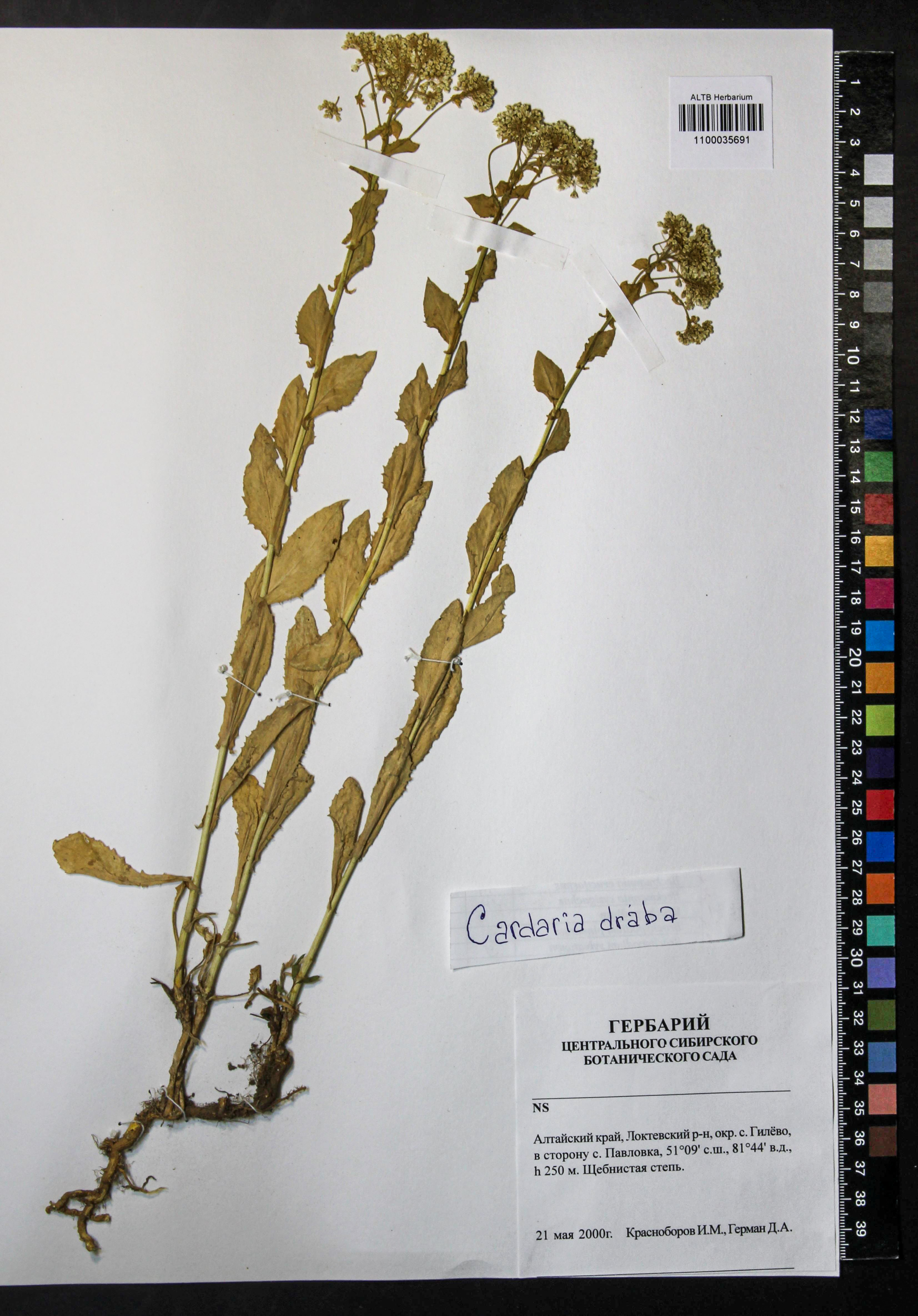 Cardaria draba (L.) Desv.