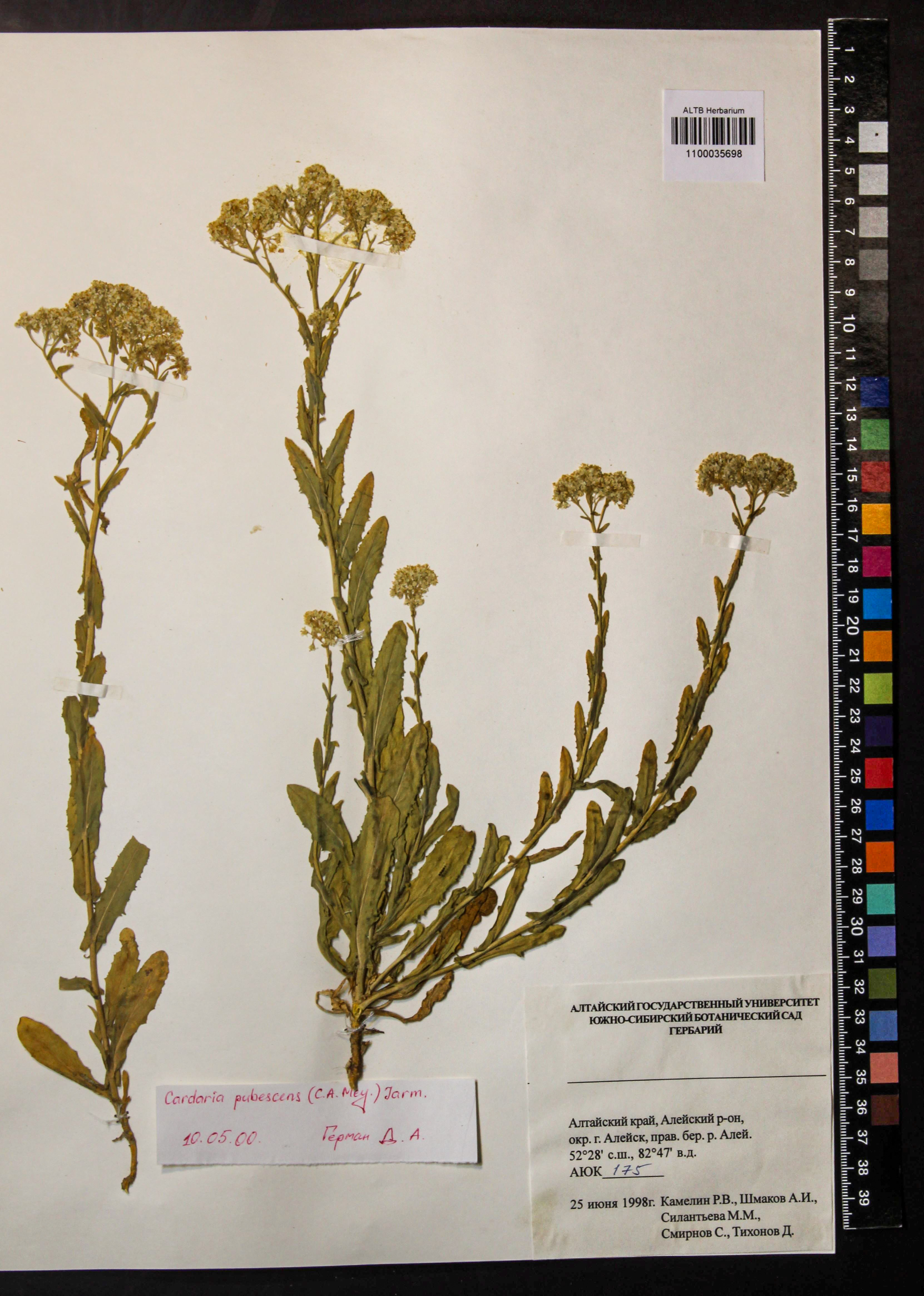 Cardaria pubescens (C.A.Mey.) Jarm.