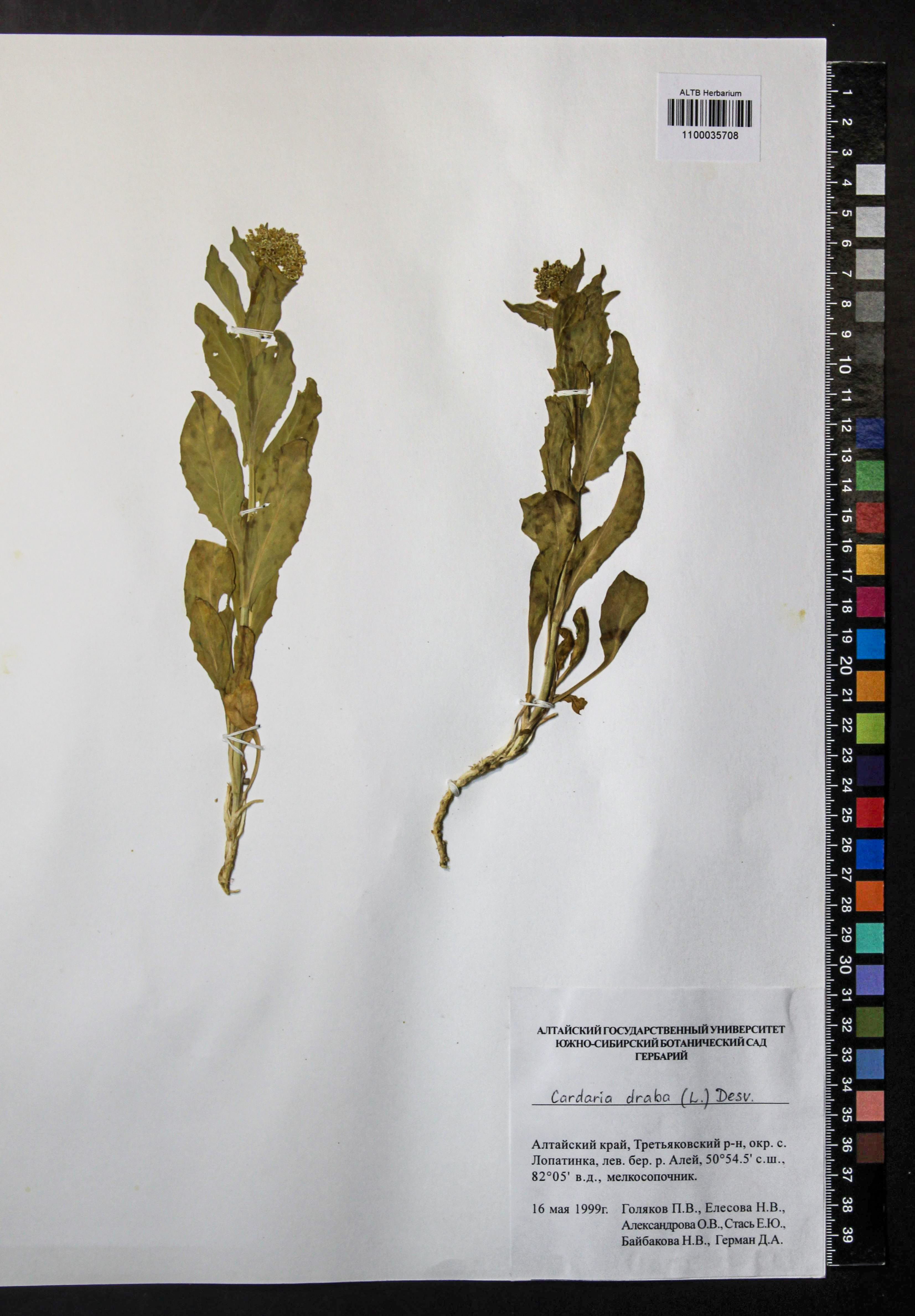 Cardaria draba (L.) Desv.