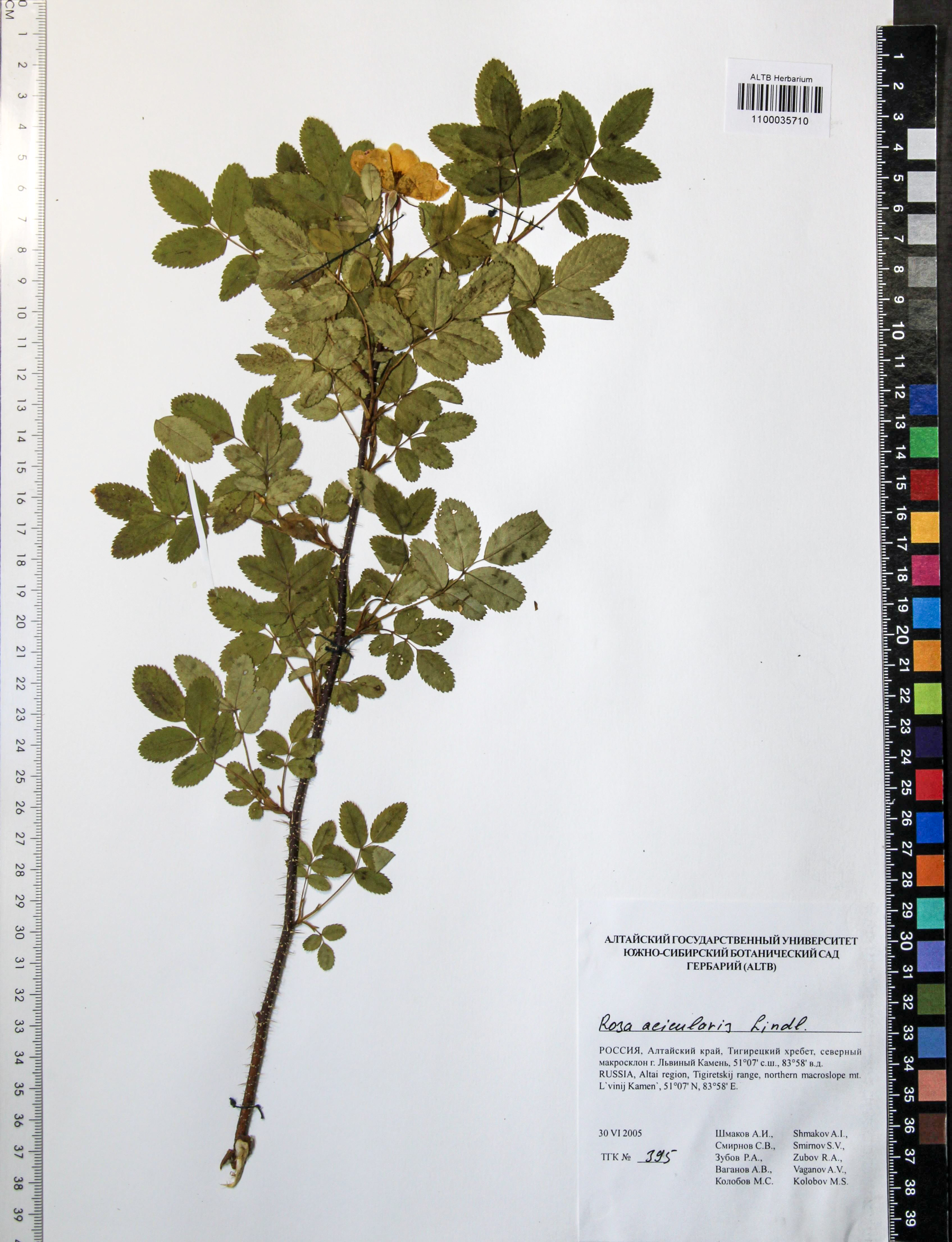 Rosa acicularis Lindl.