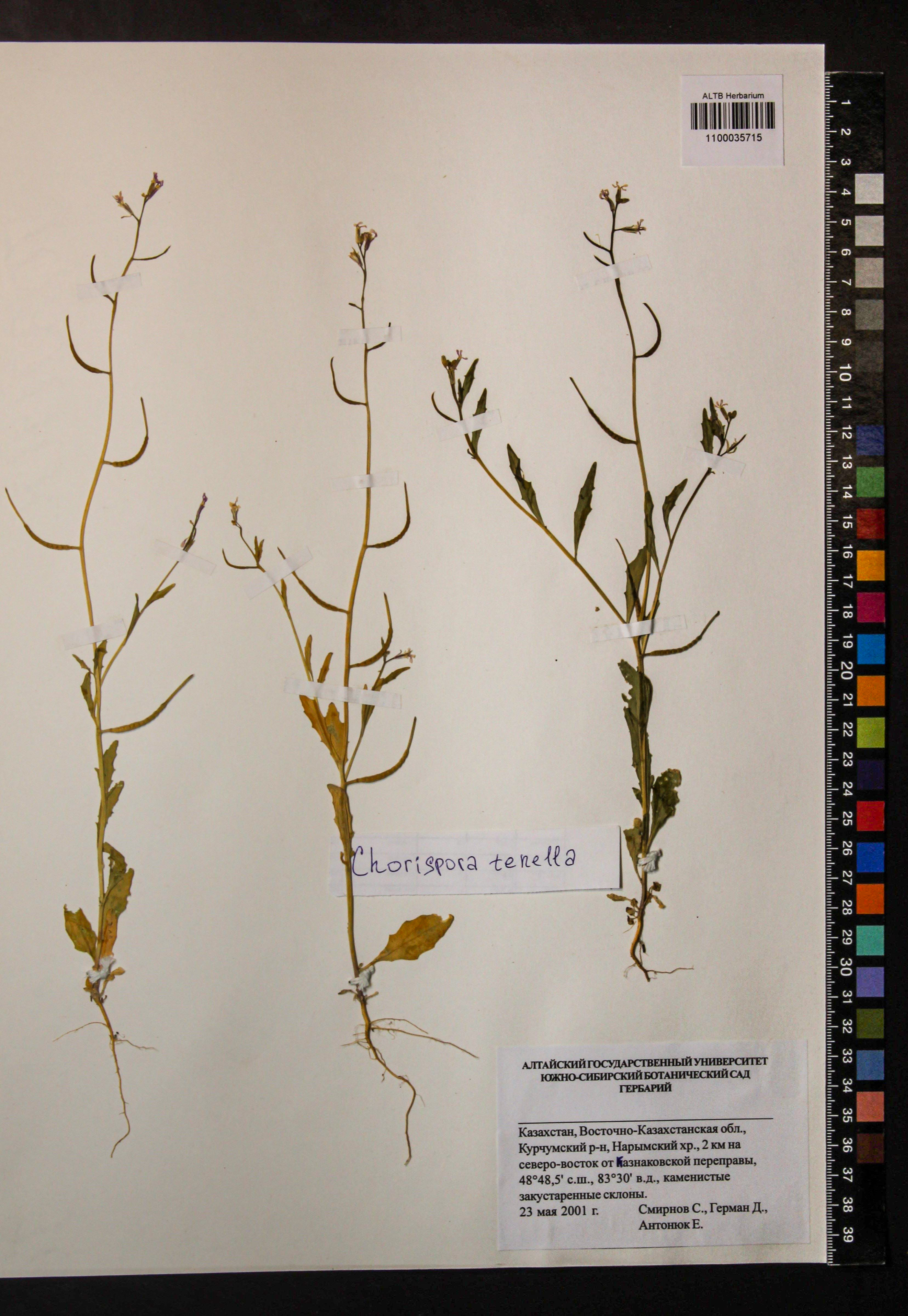 Chorispora tenella (Pall.) DC.