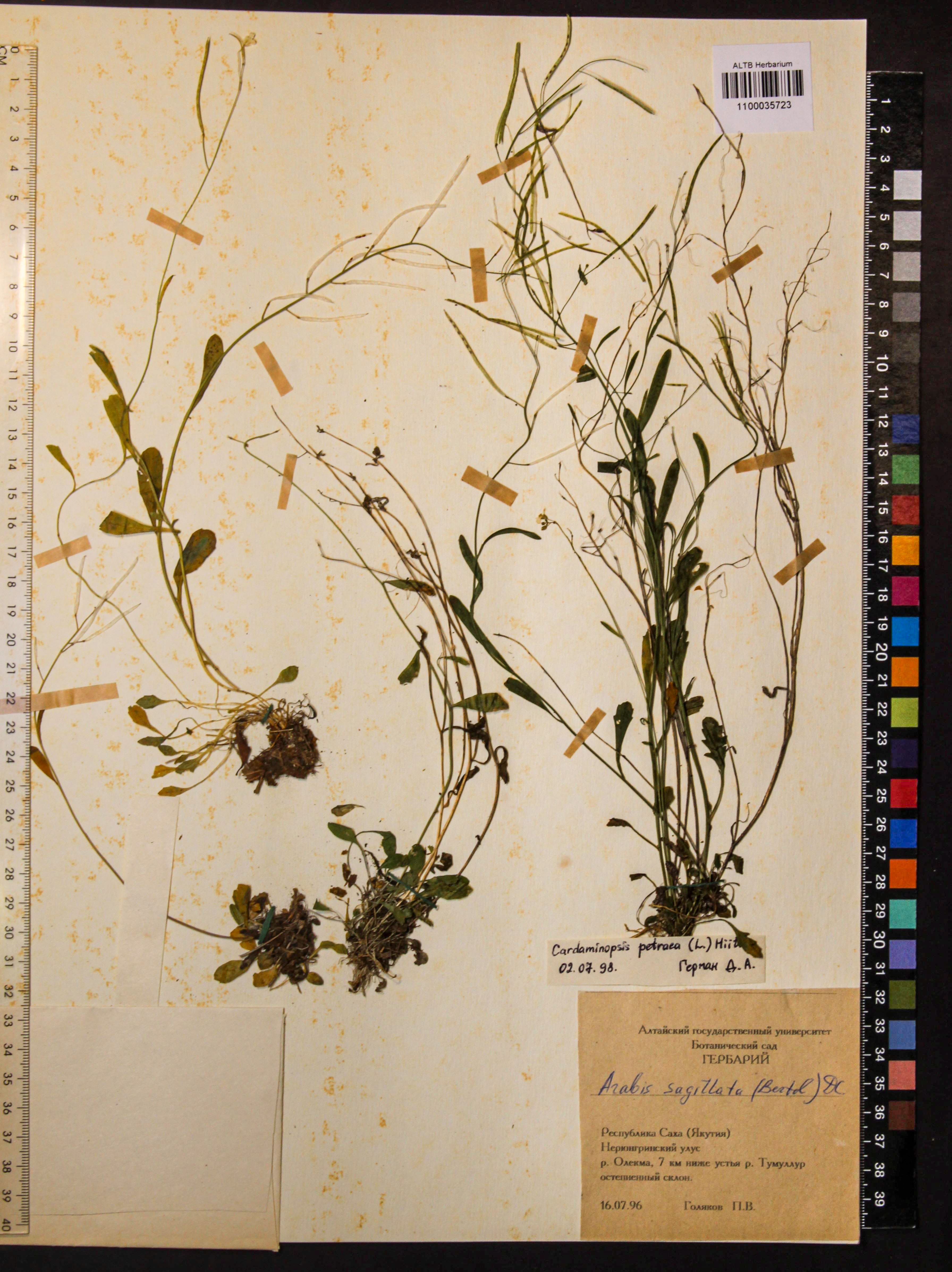 Cardaminopsis petraea (L.) Hiitonen
