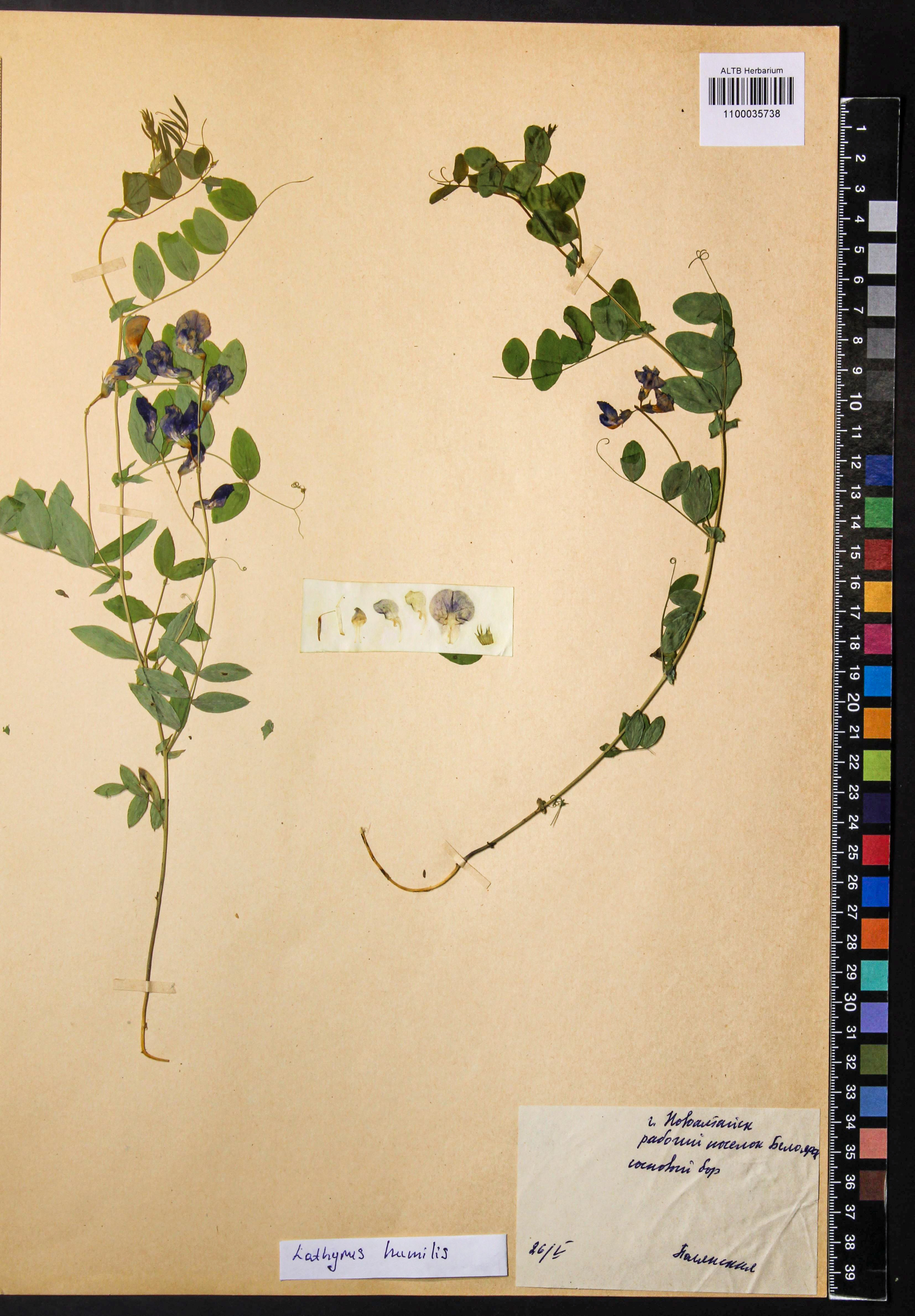 Lathyrus humilis (Ser.) Fisch. ex Spreng.
