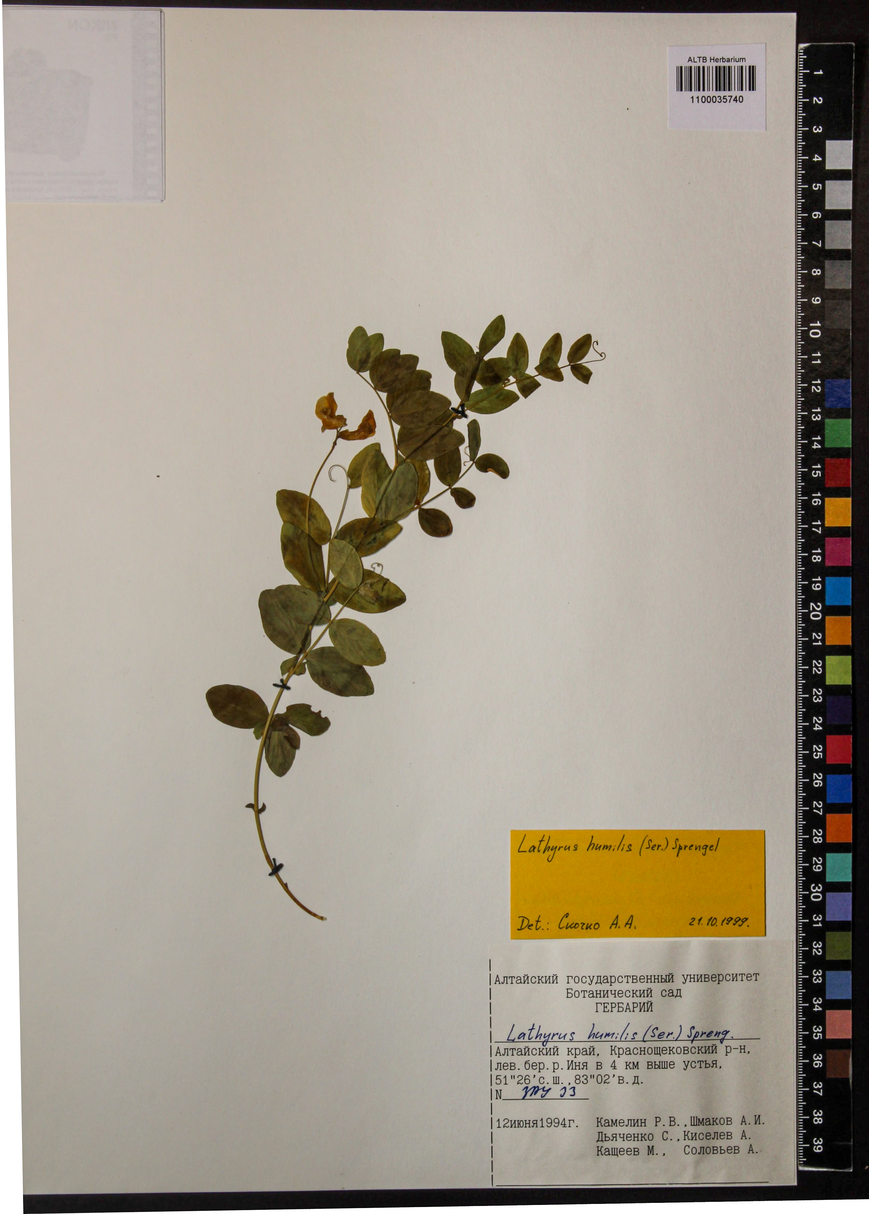 Lathyrus humilis (Ser.) Fisch. ex Spreng.