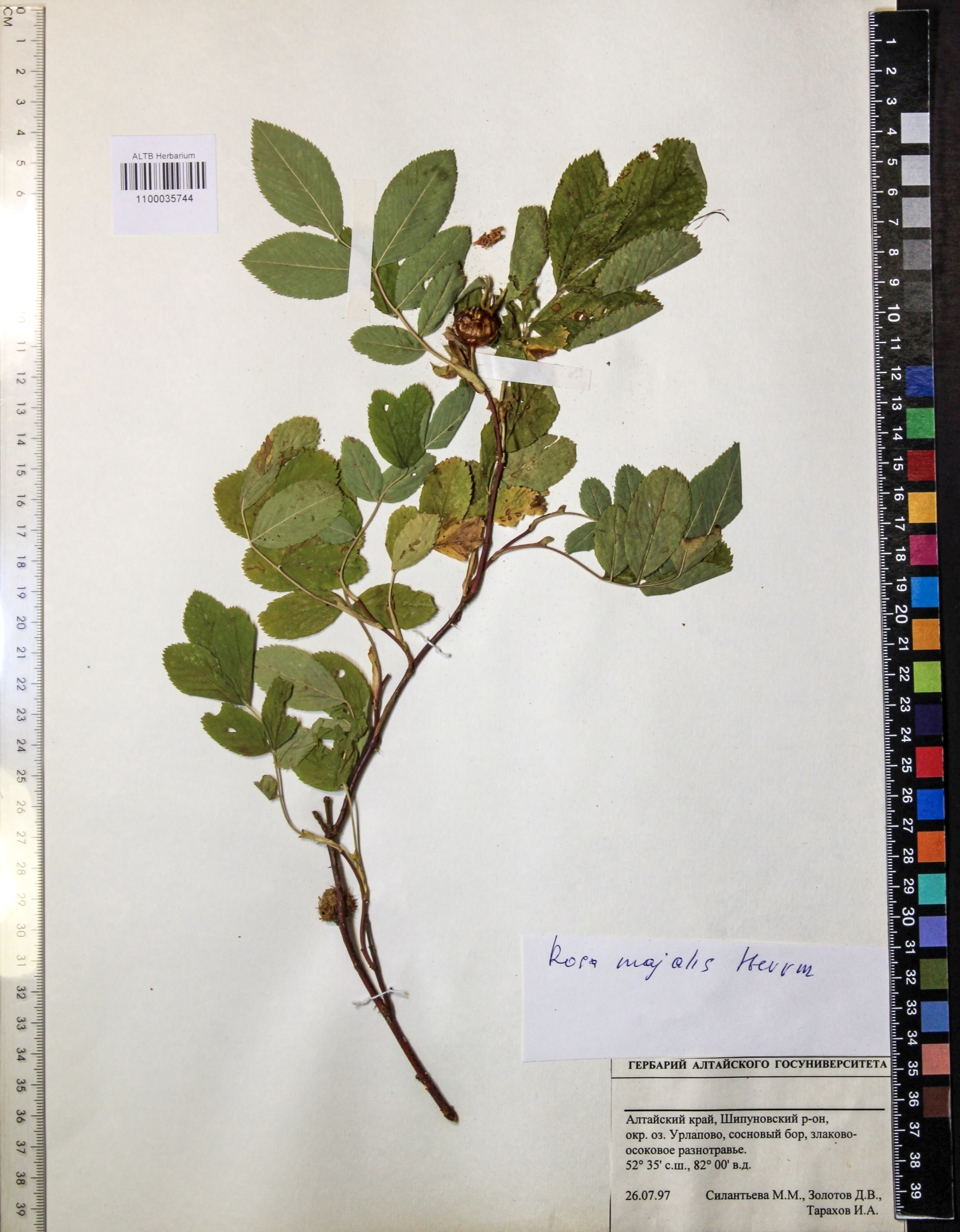 Rosa majalis Herrm.