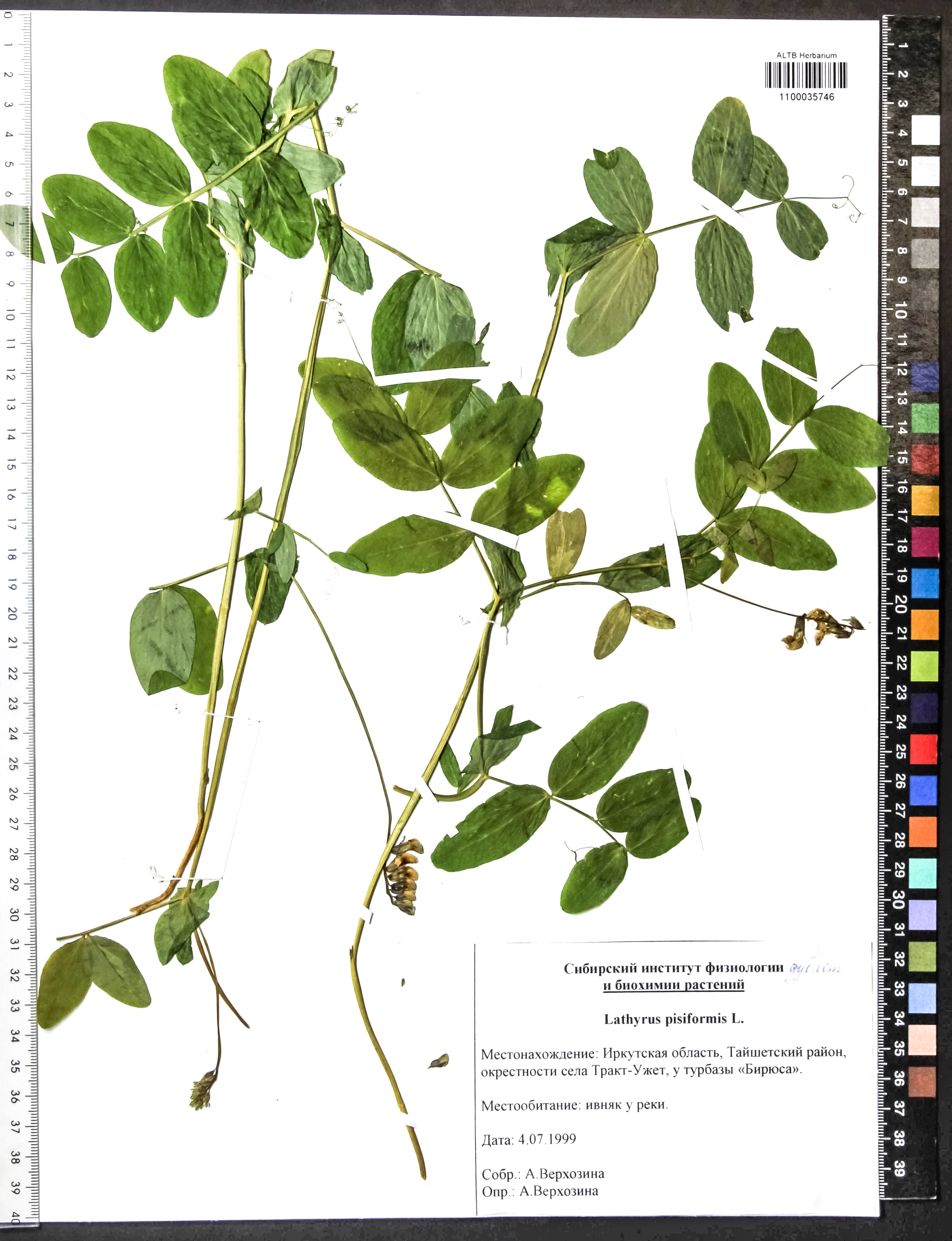 Lathyrus pisiformis L.