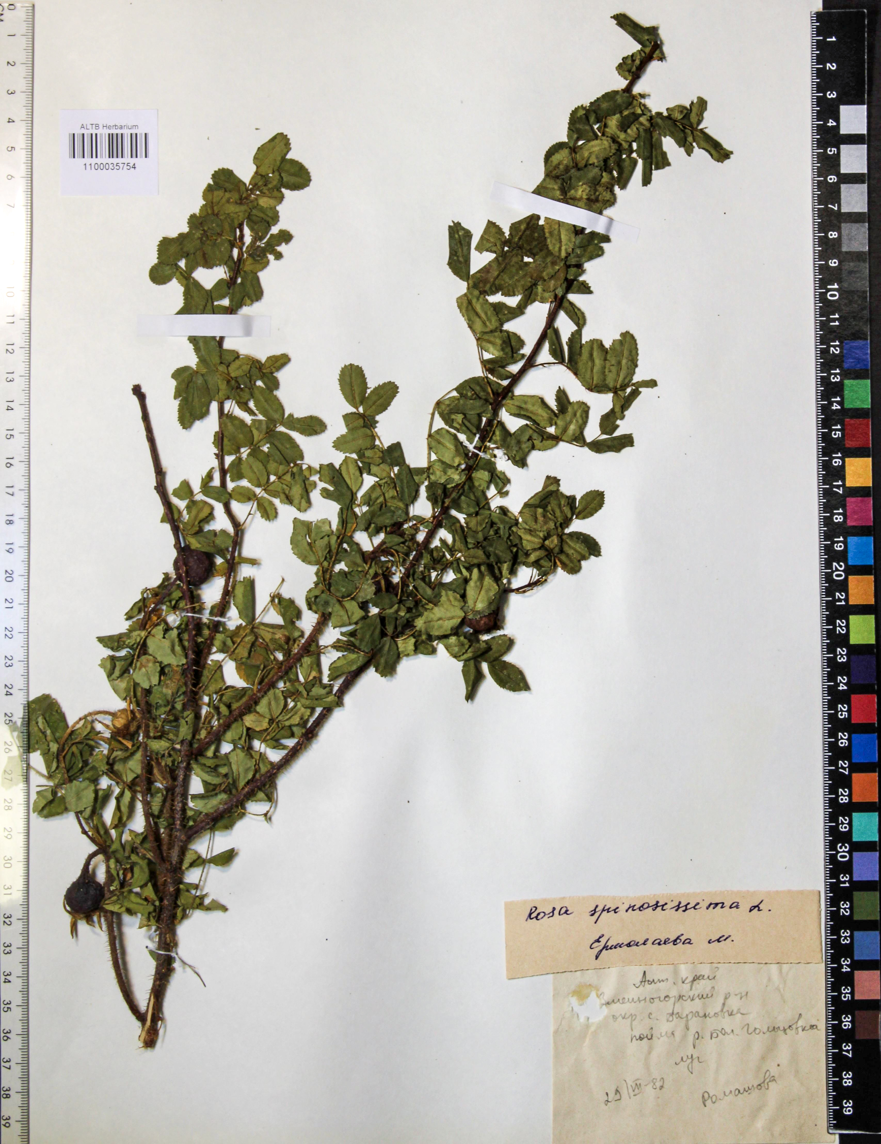 Rosa spinosissima L.