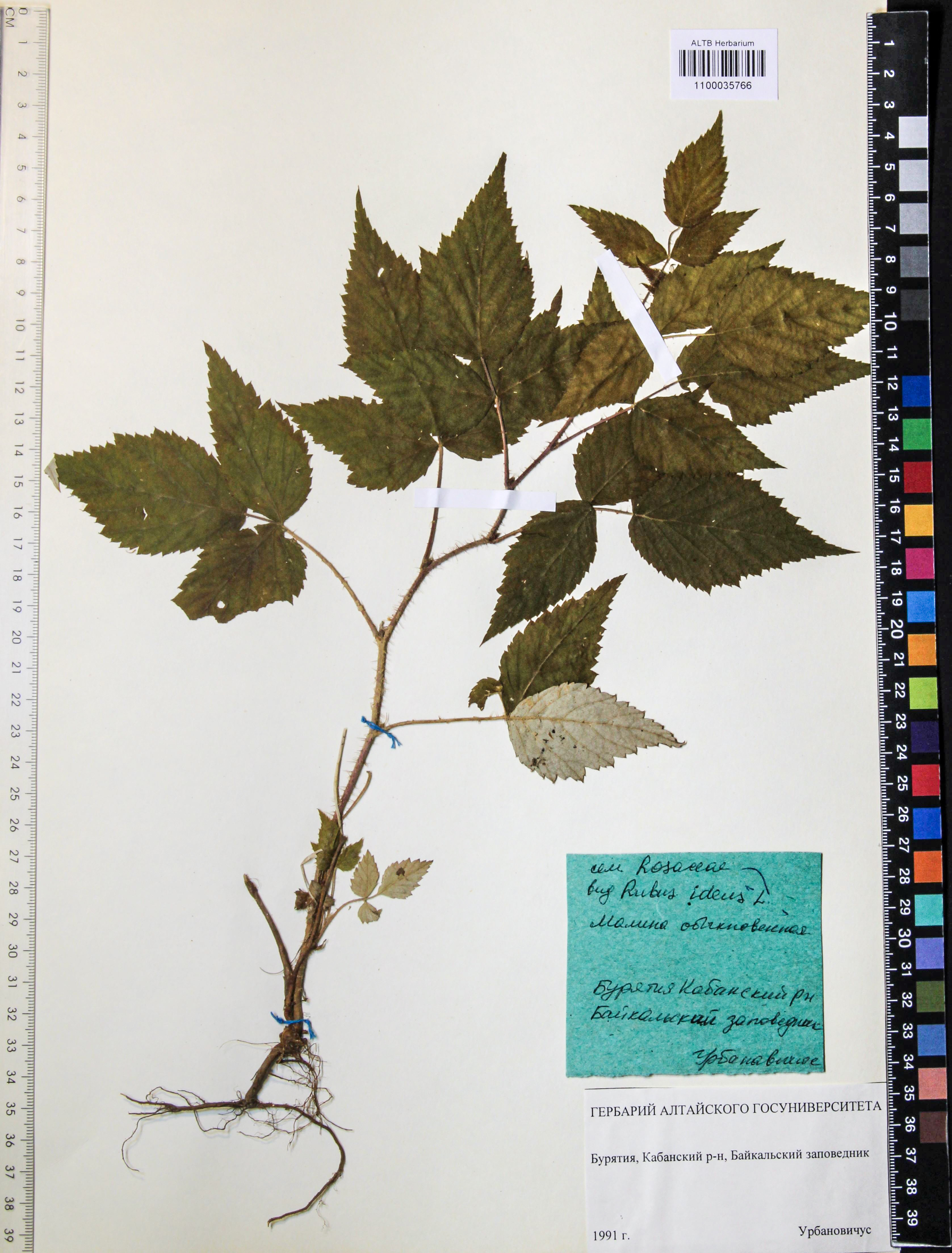 Rubus idaeus L.