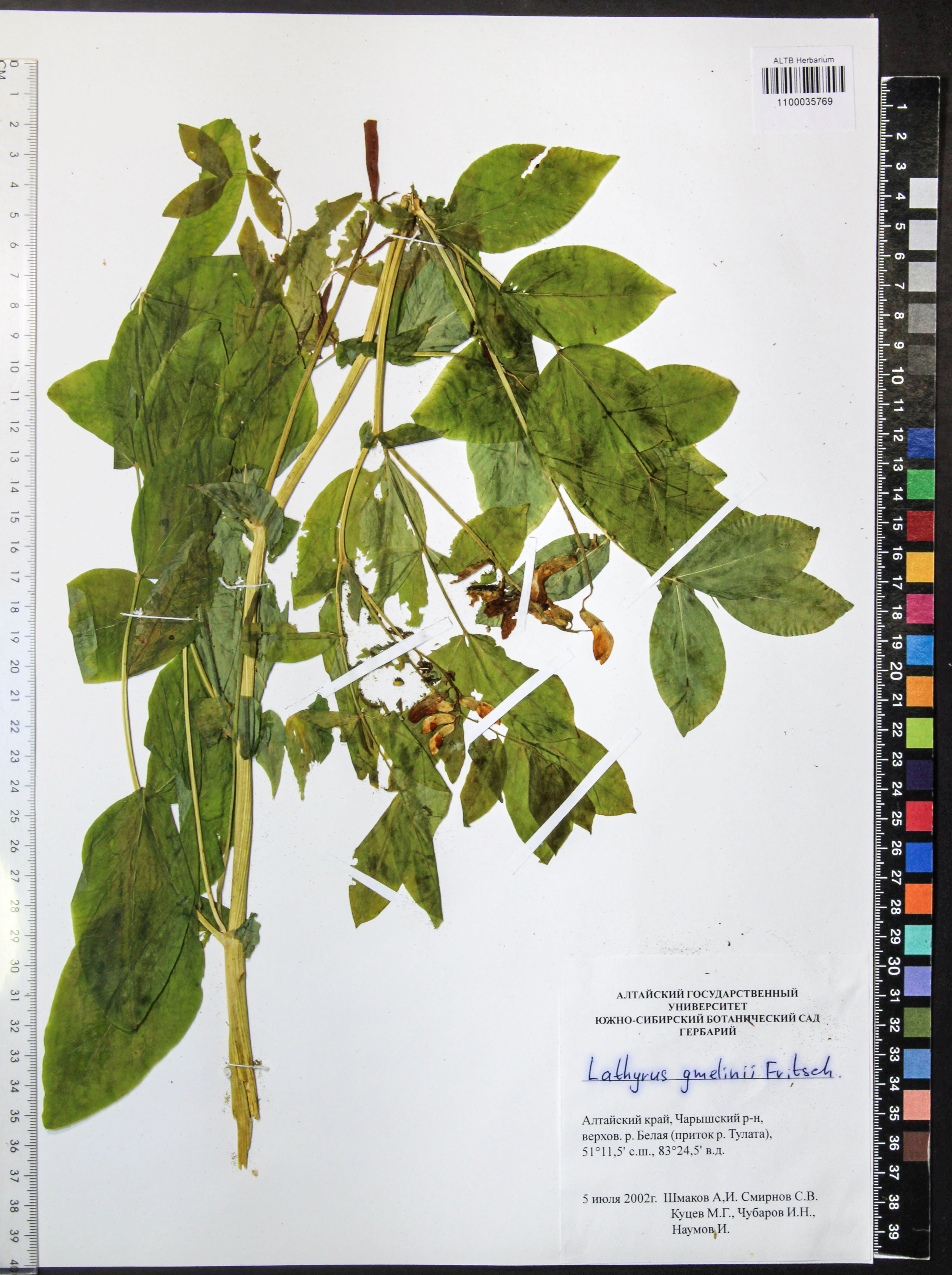 Lathyrus gmelinii Fritsch