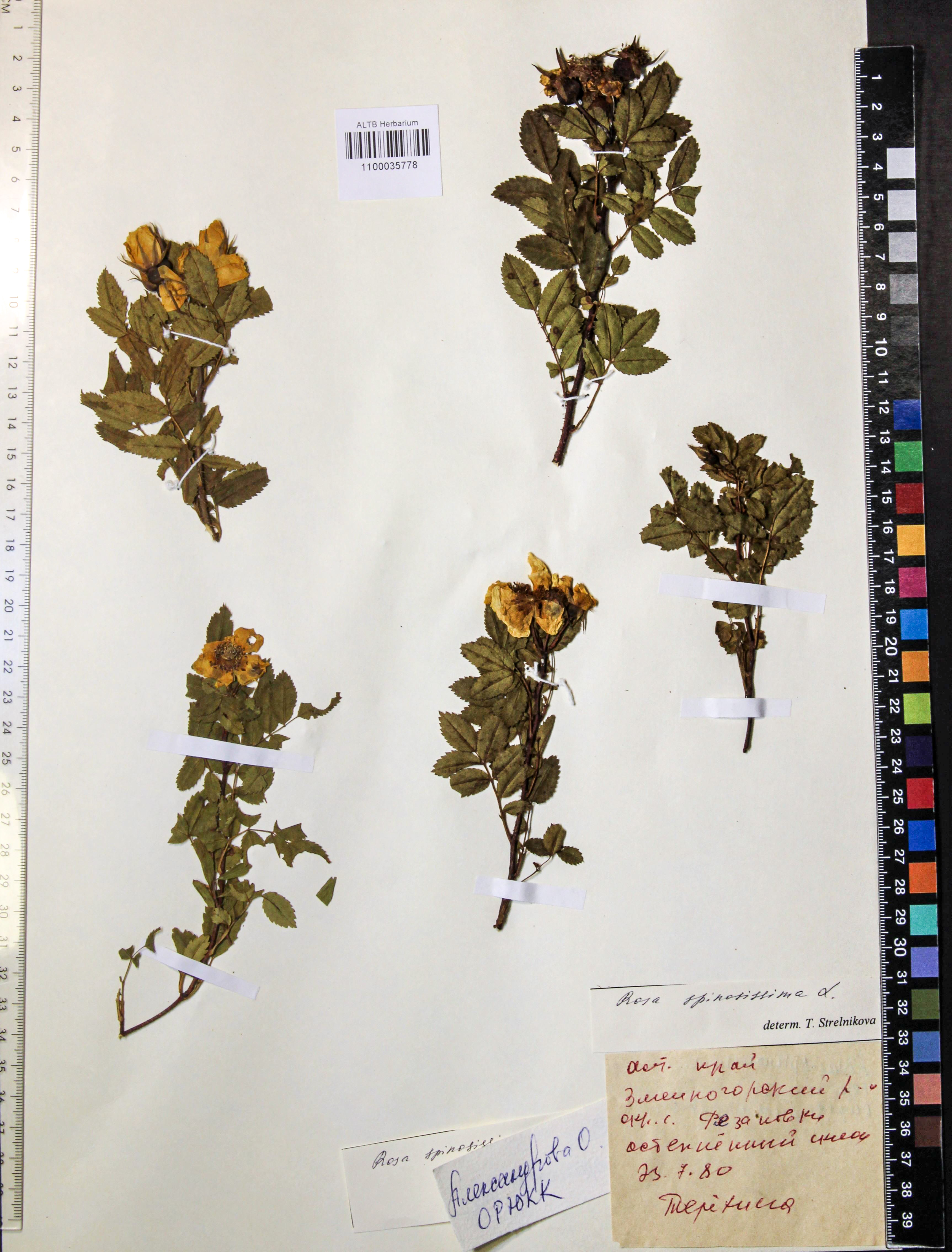 Rosa spinosissima L.