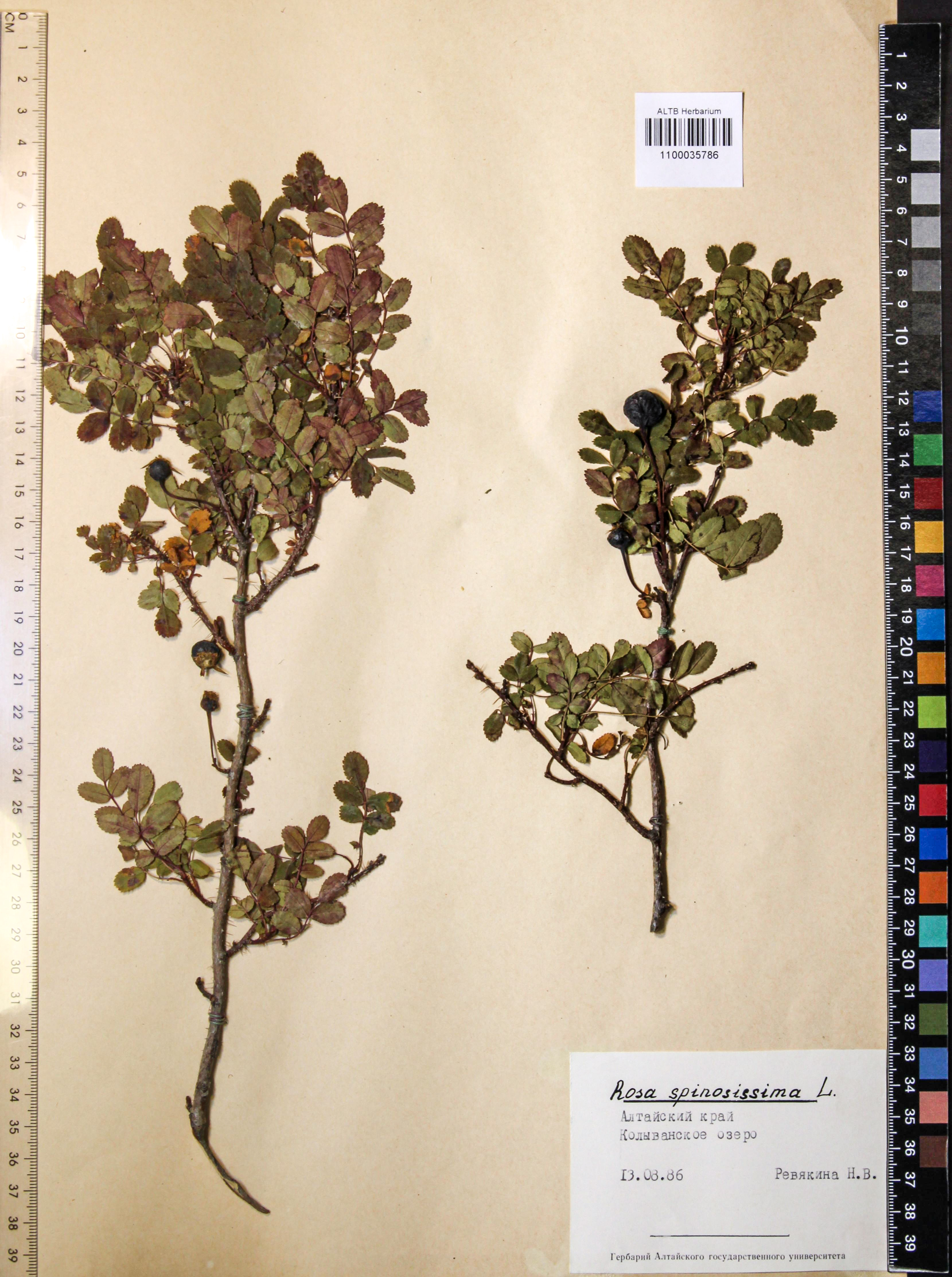 Rosa spinosissima L.