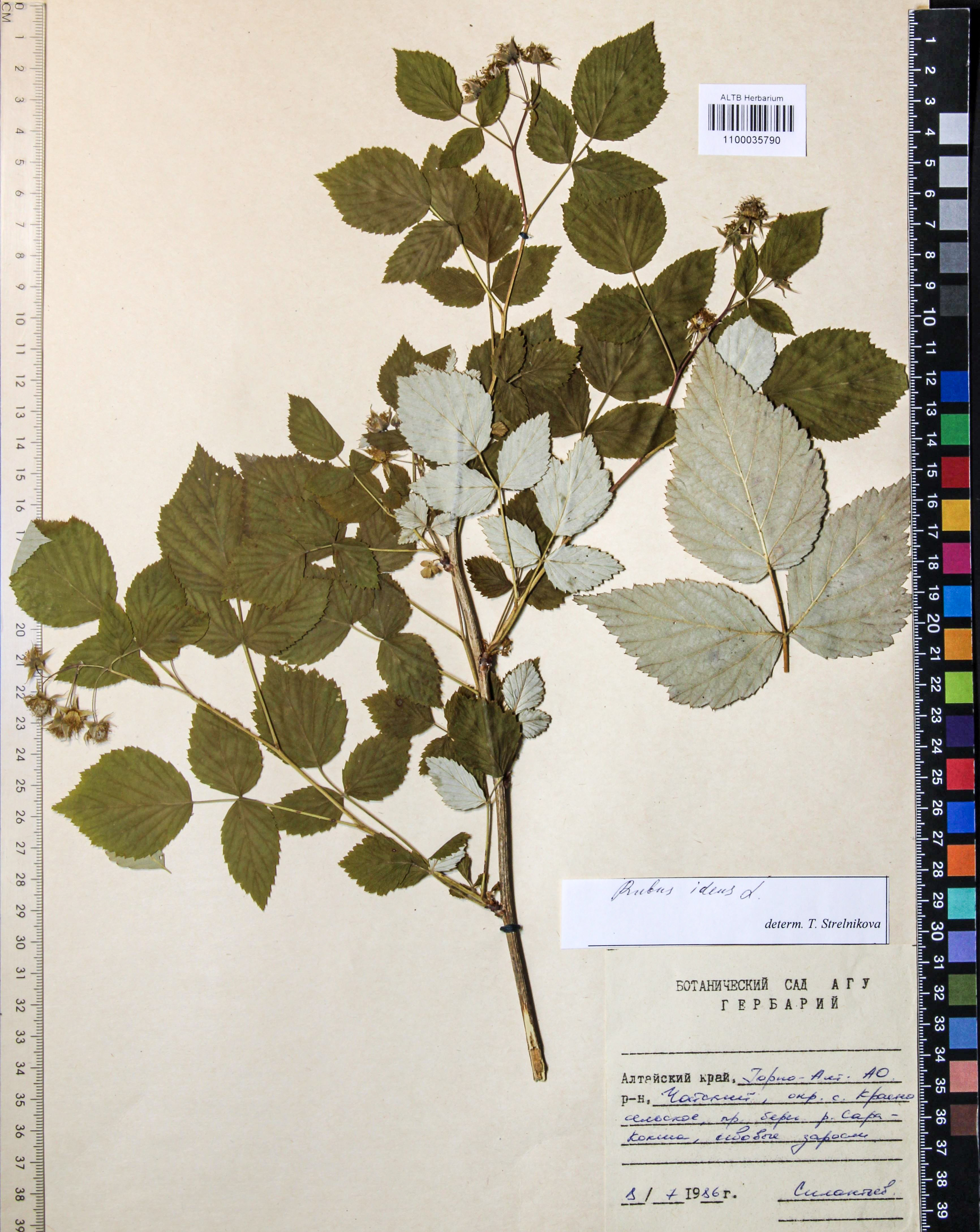 Rubus idaeus L.
