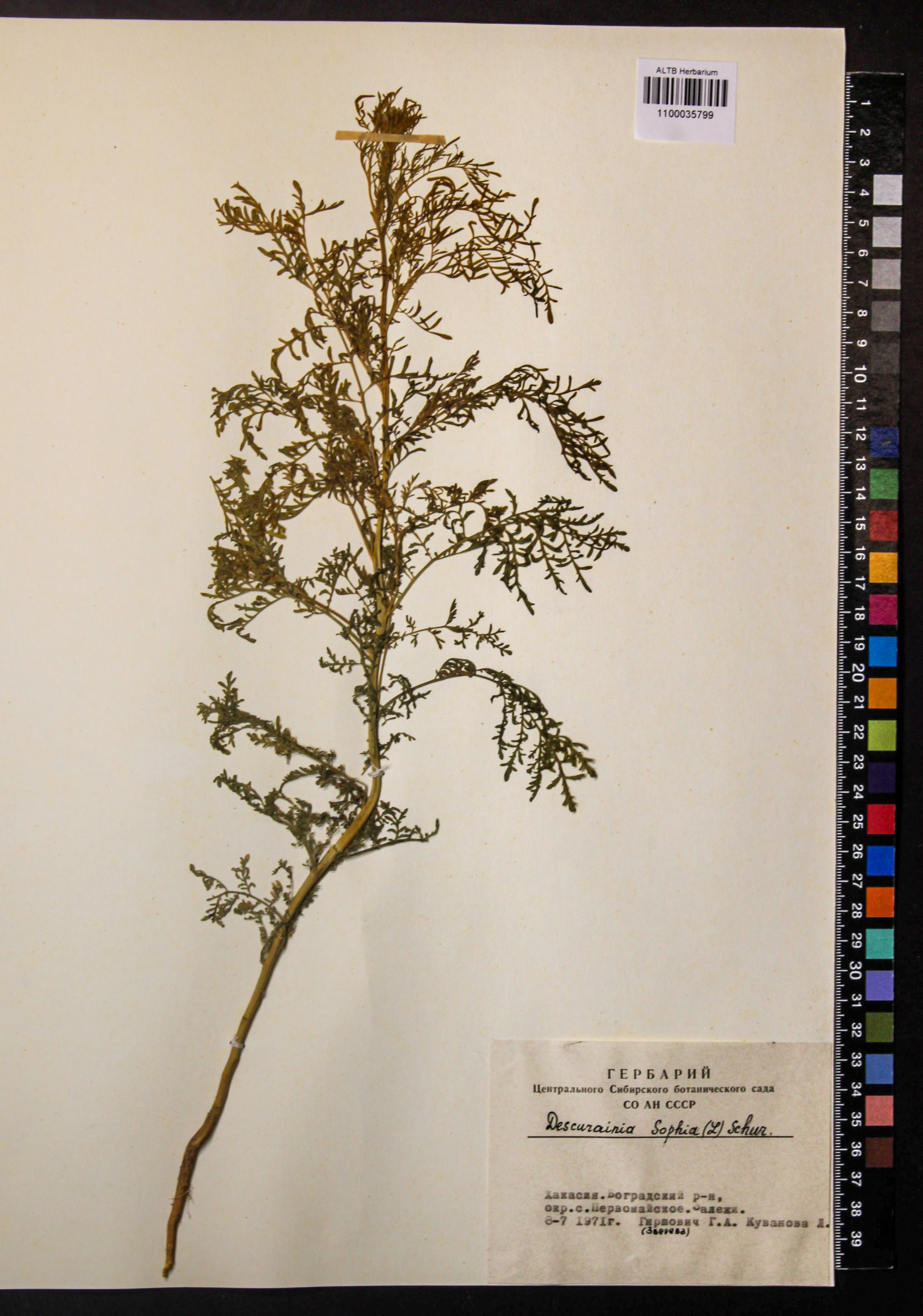 Descurainia sophia (L.) Webb ex Prantl