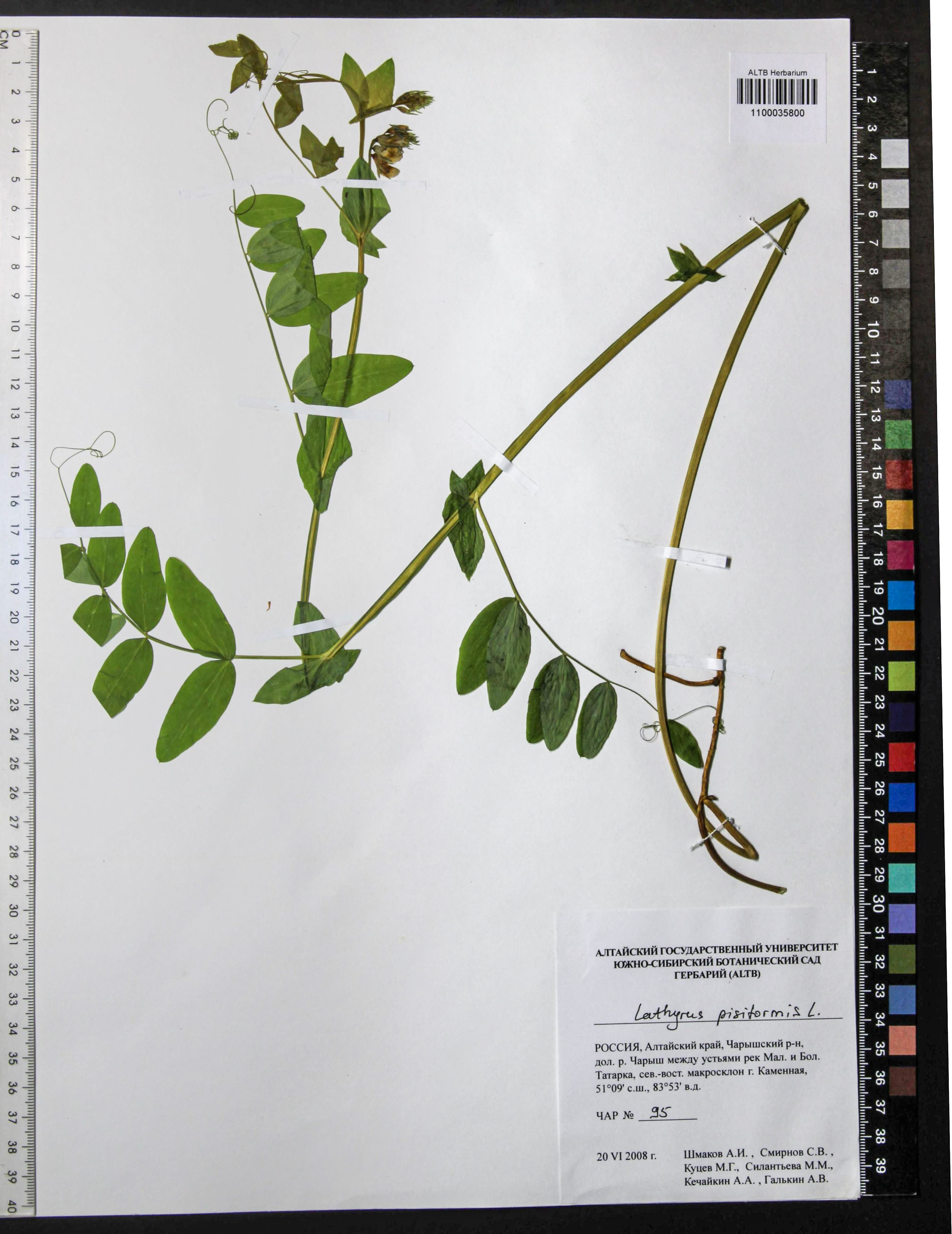 Lathyrus pisiformis L.