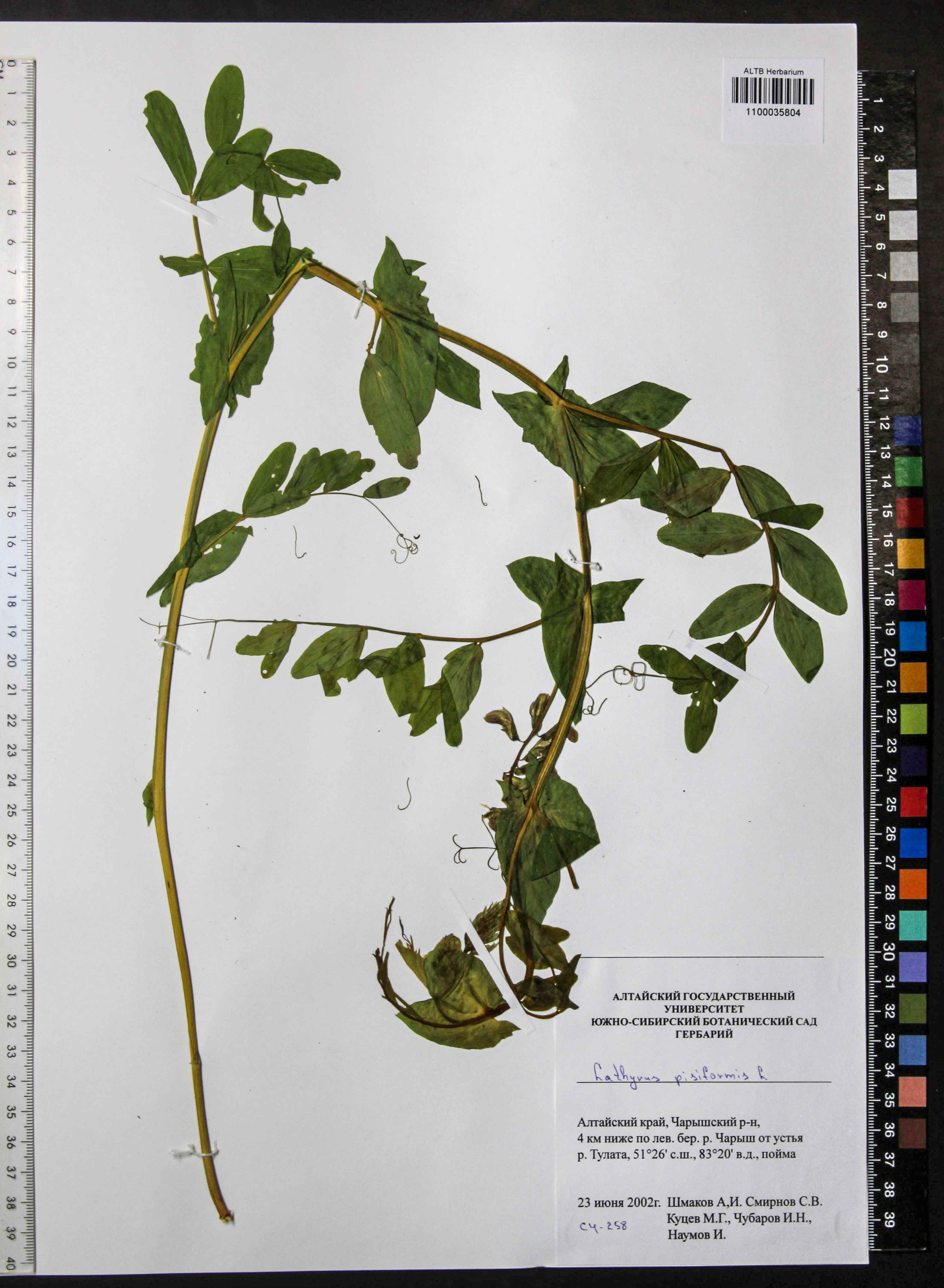 Lathyrus pisiformis L.