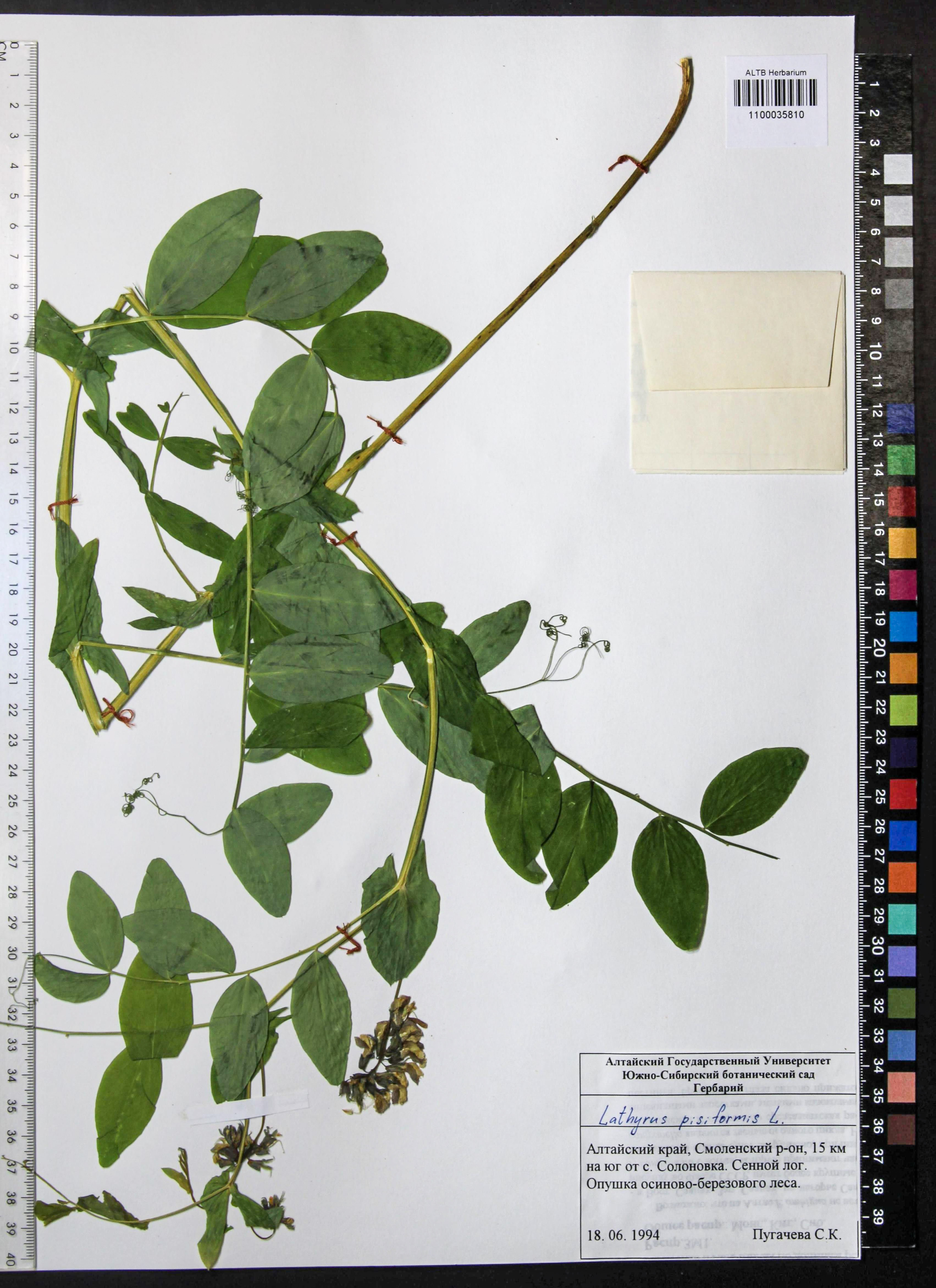 Lathyrus pisiformis L.