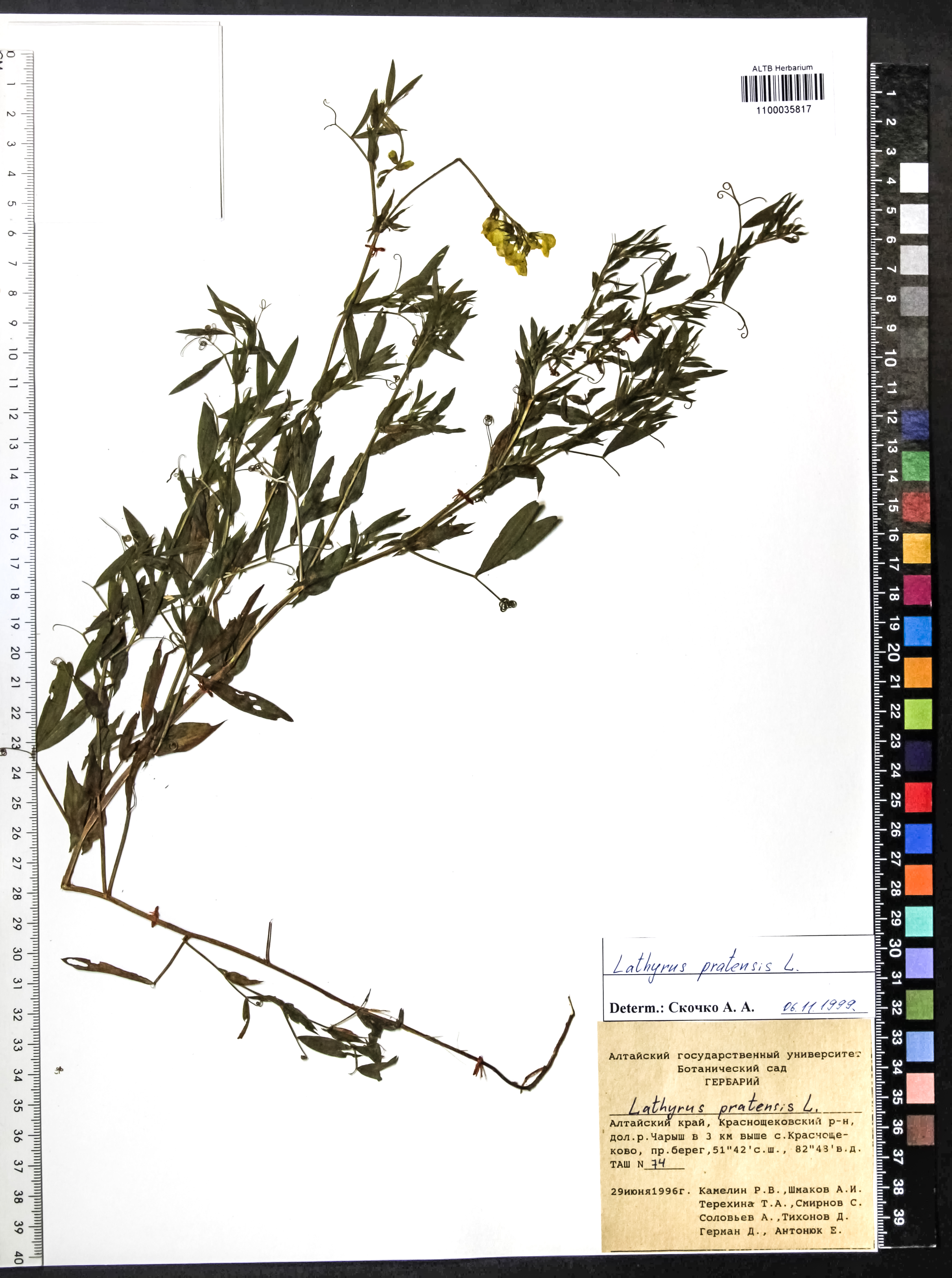 Lathyrus pratensis L.