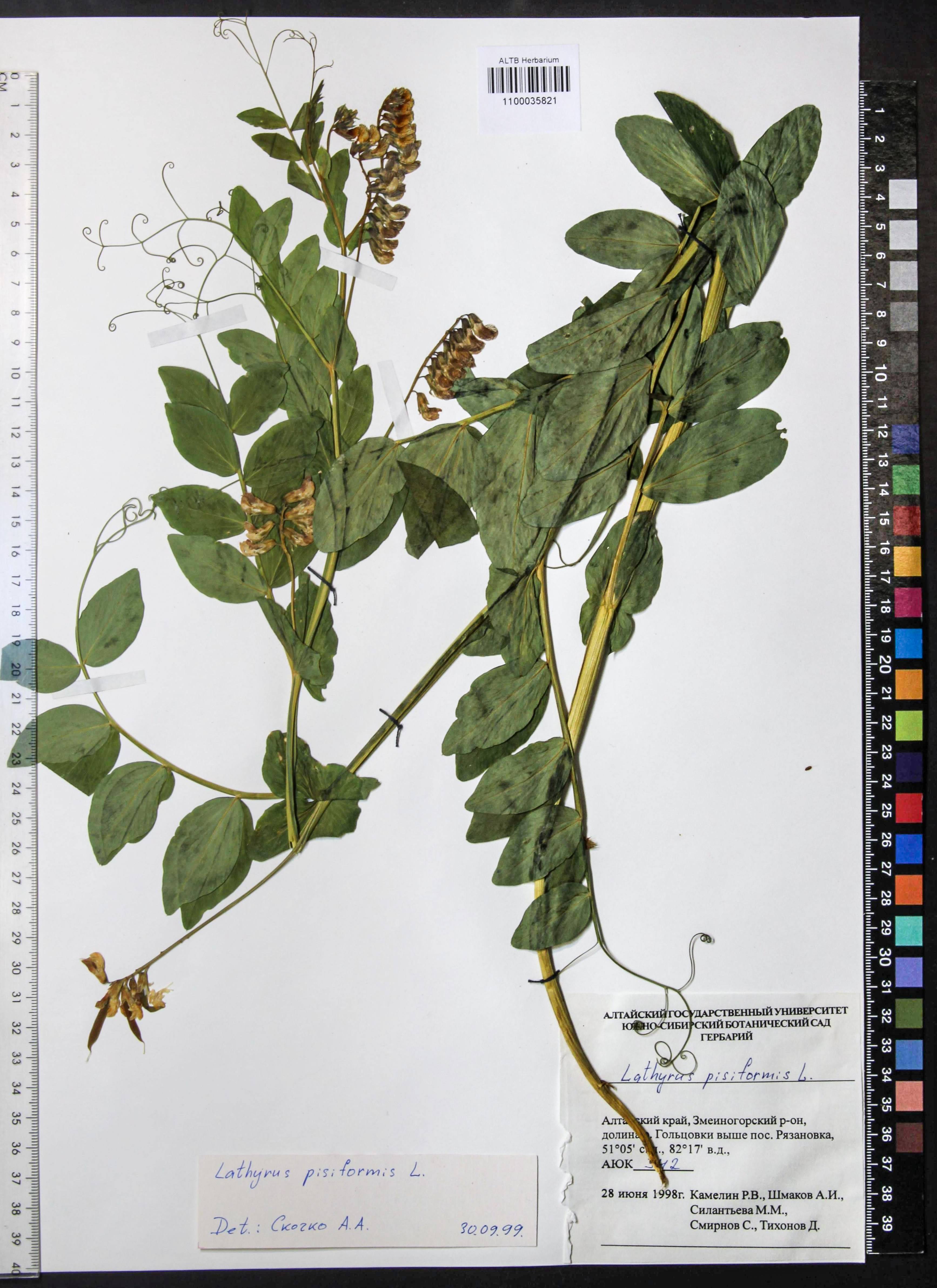 Lathyrus pisiformis L.