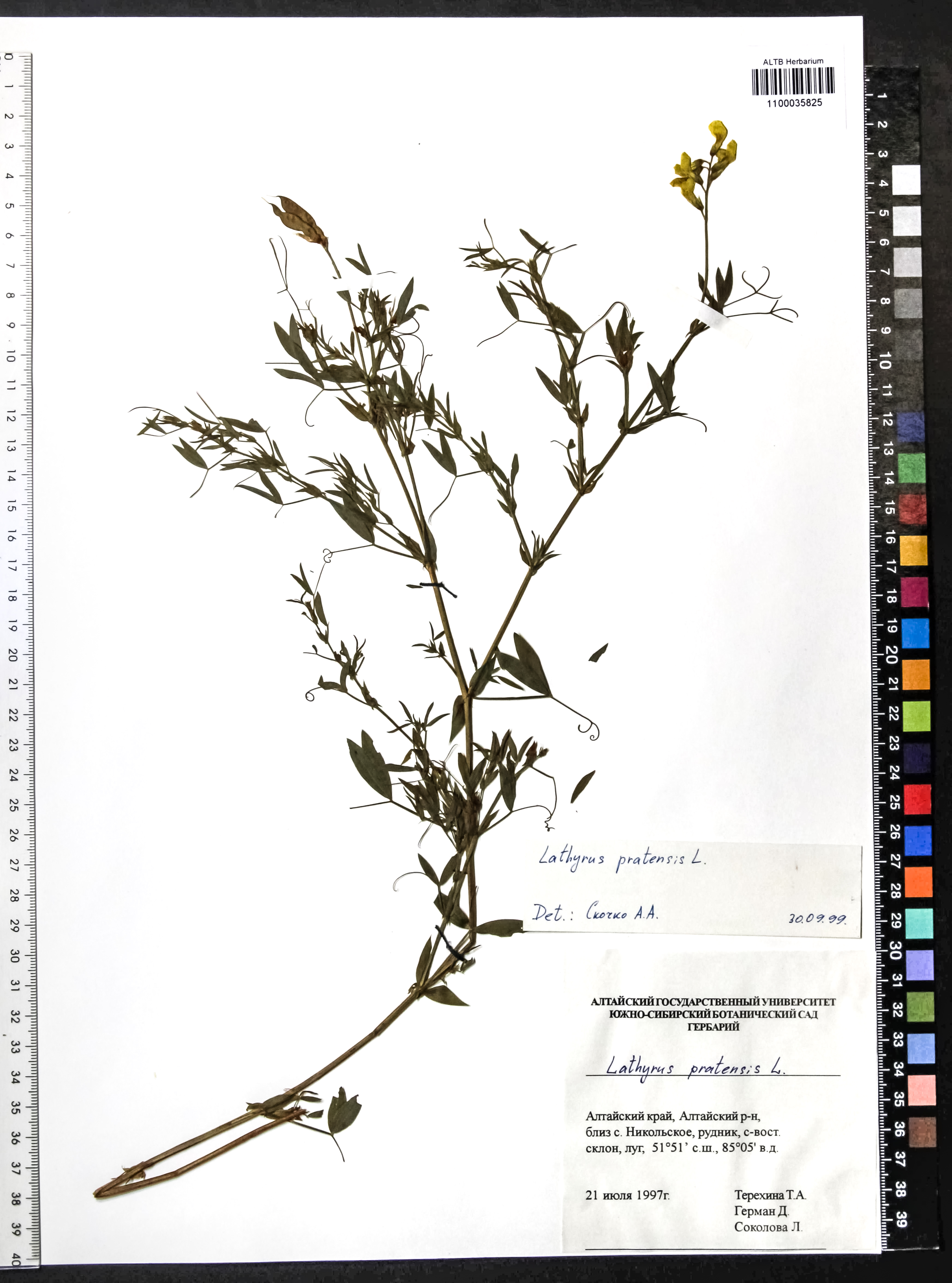 Lathyrus pratensis L.