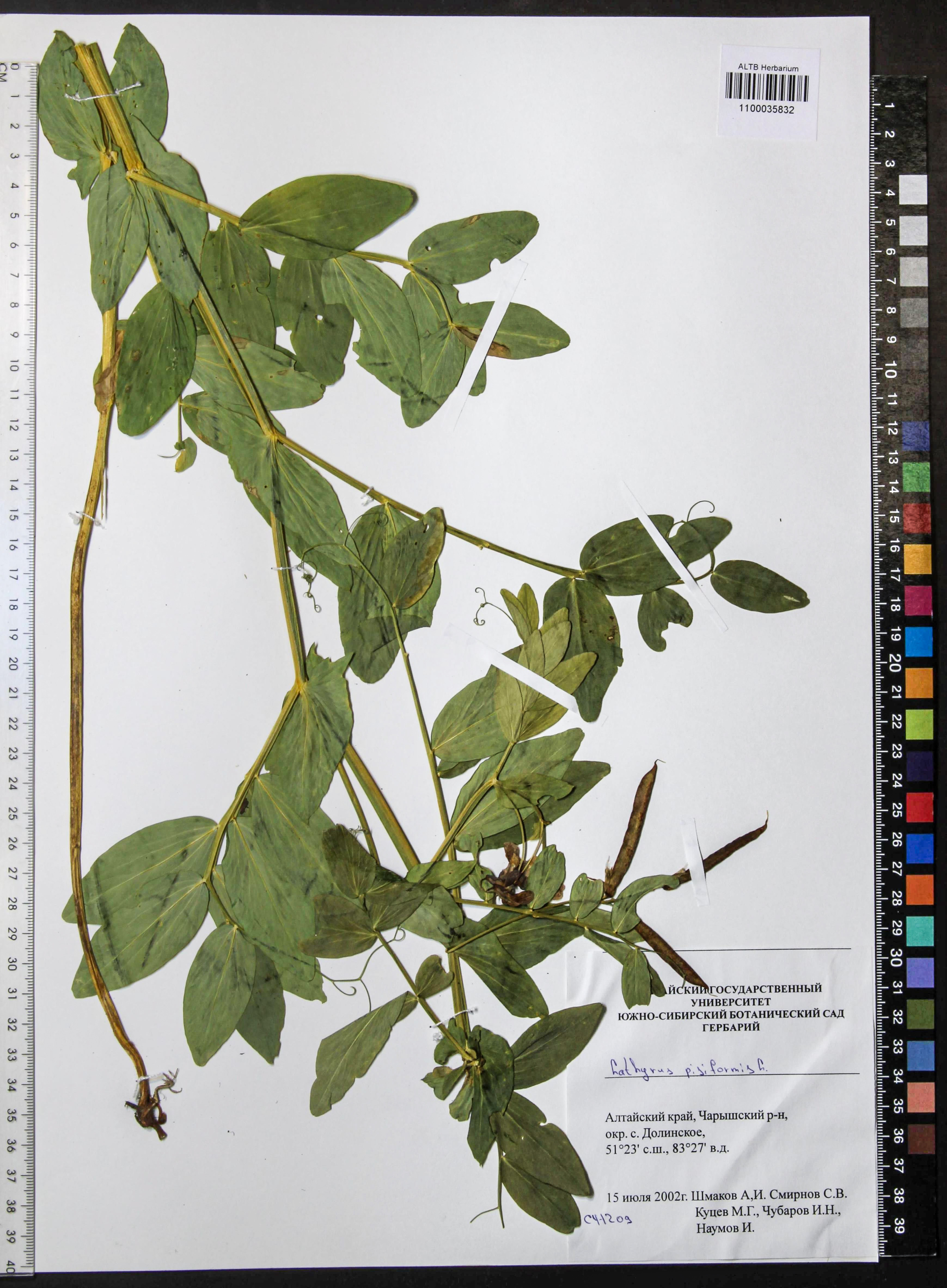 Lathyrus pisiformis L.