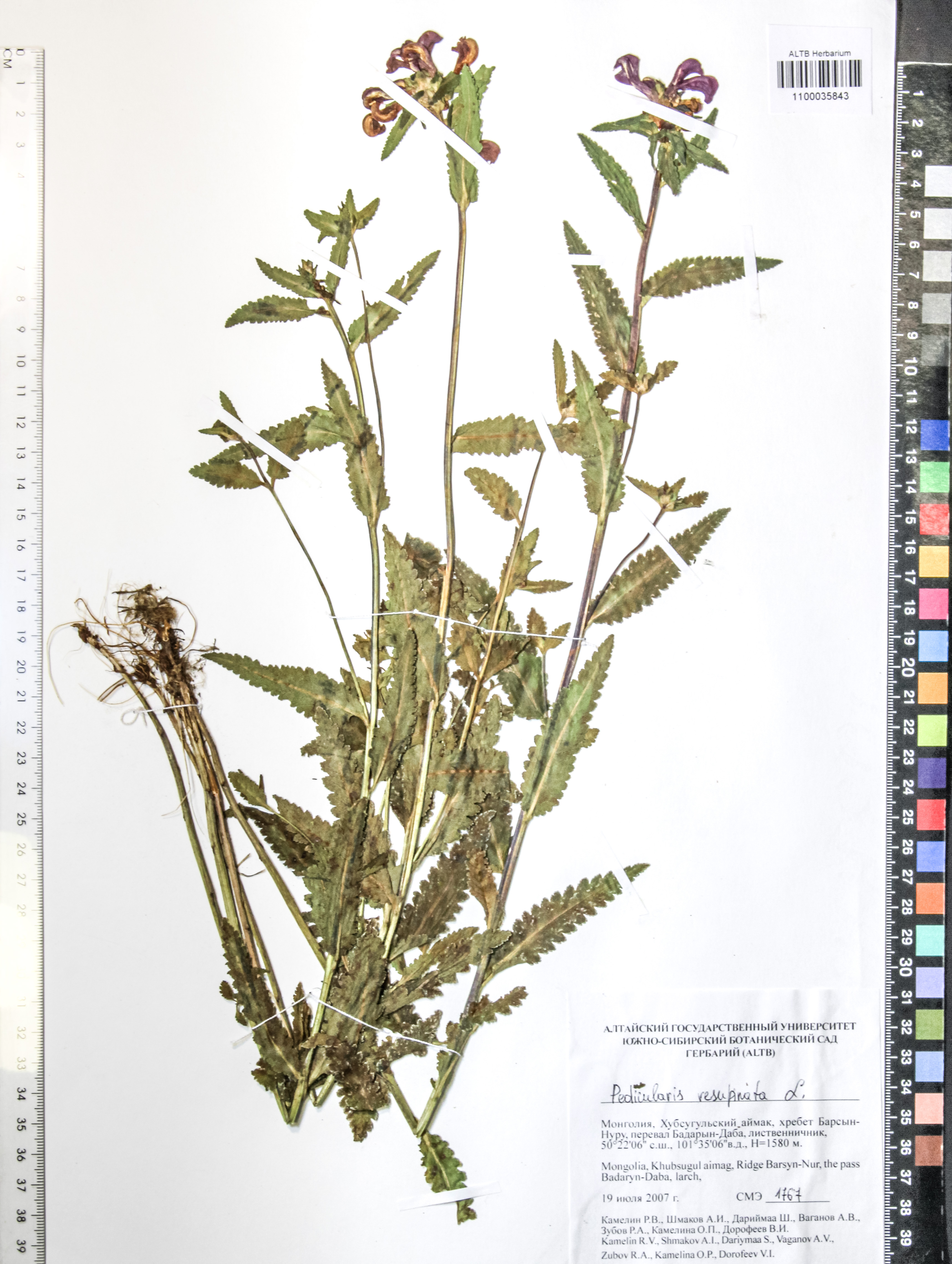 Pedicularis resupinata L.