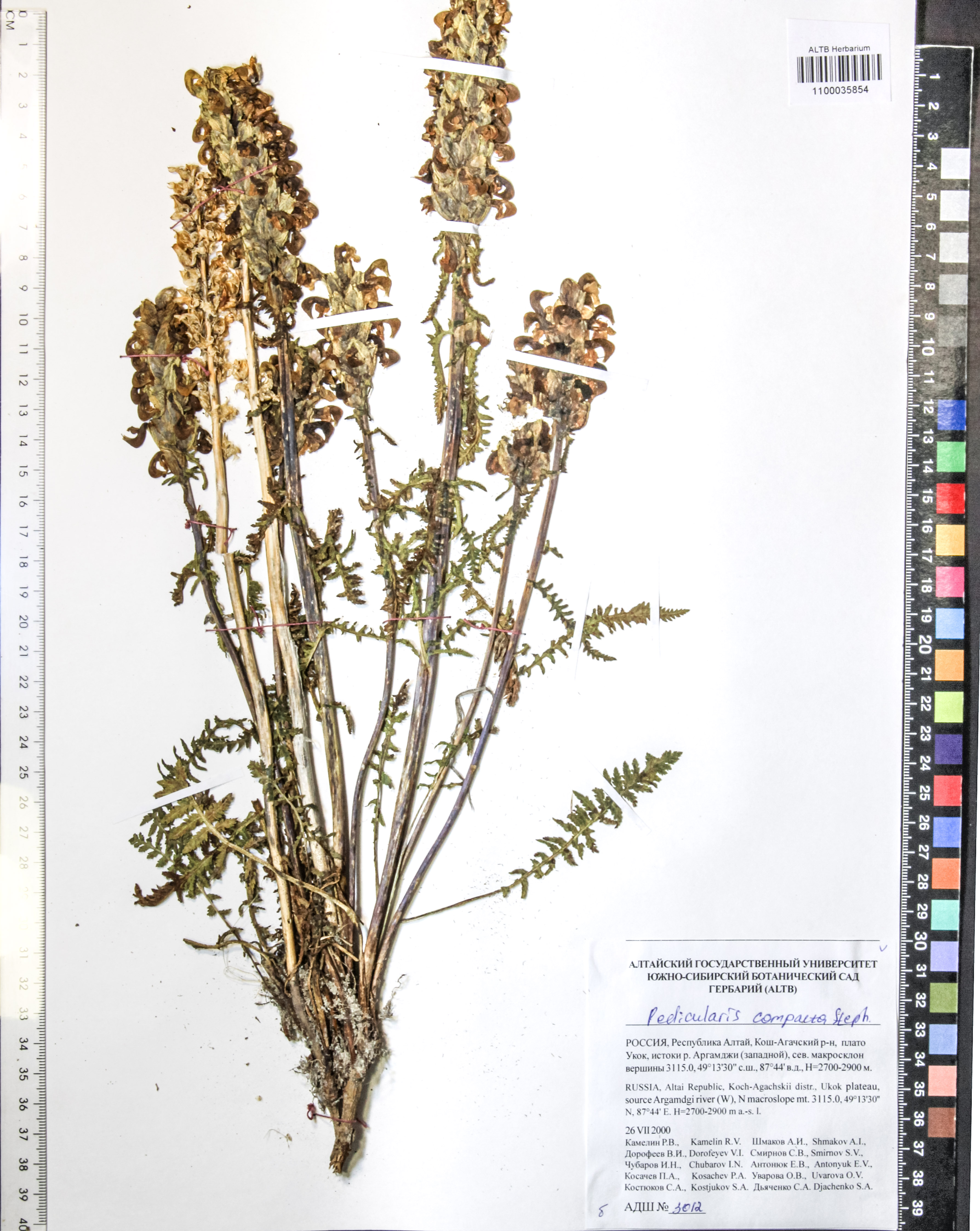 Pedicularis compacta Steph.