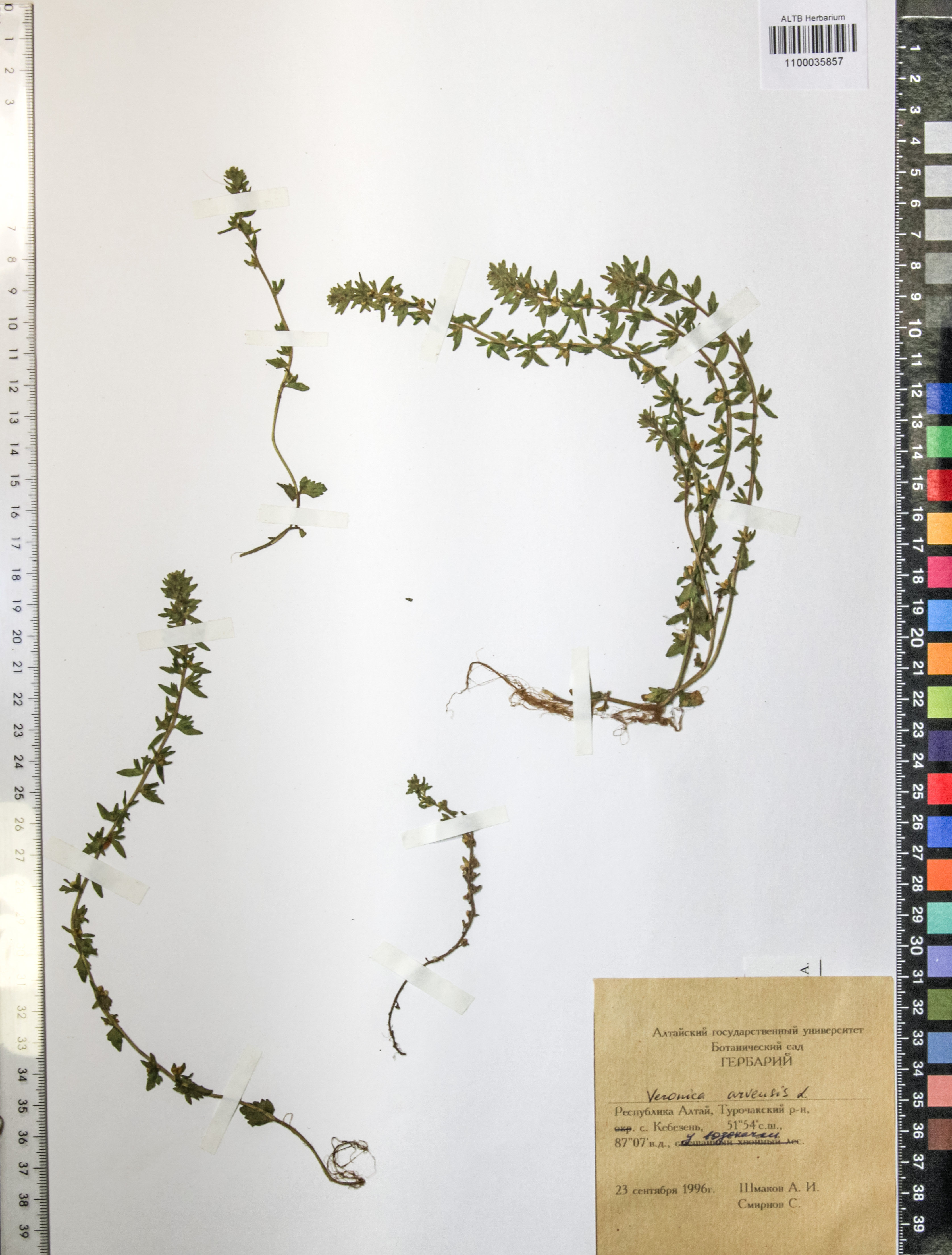 Veronica arvensis L.