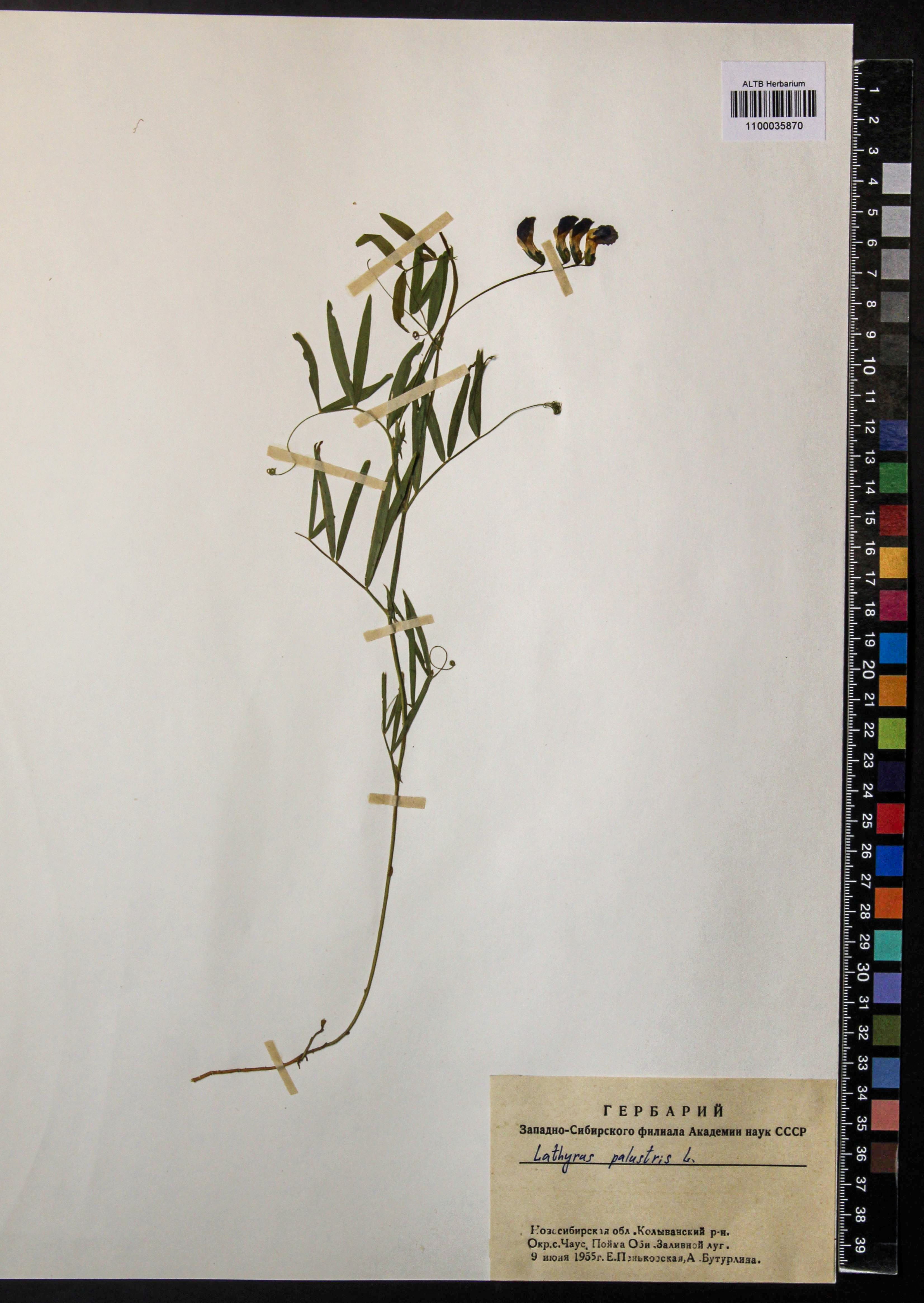 Lathyrus palustris L.