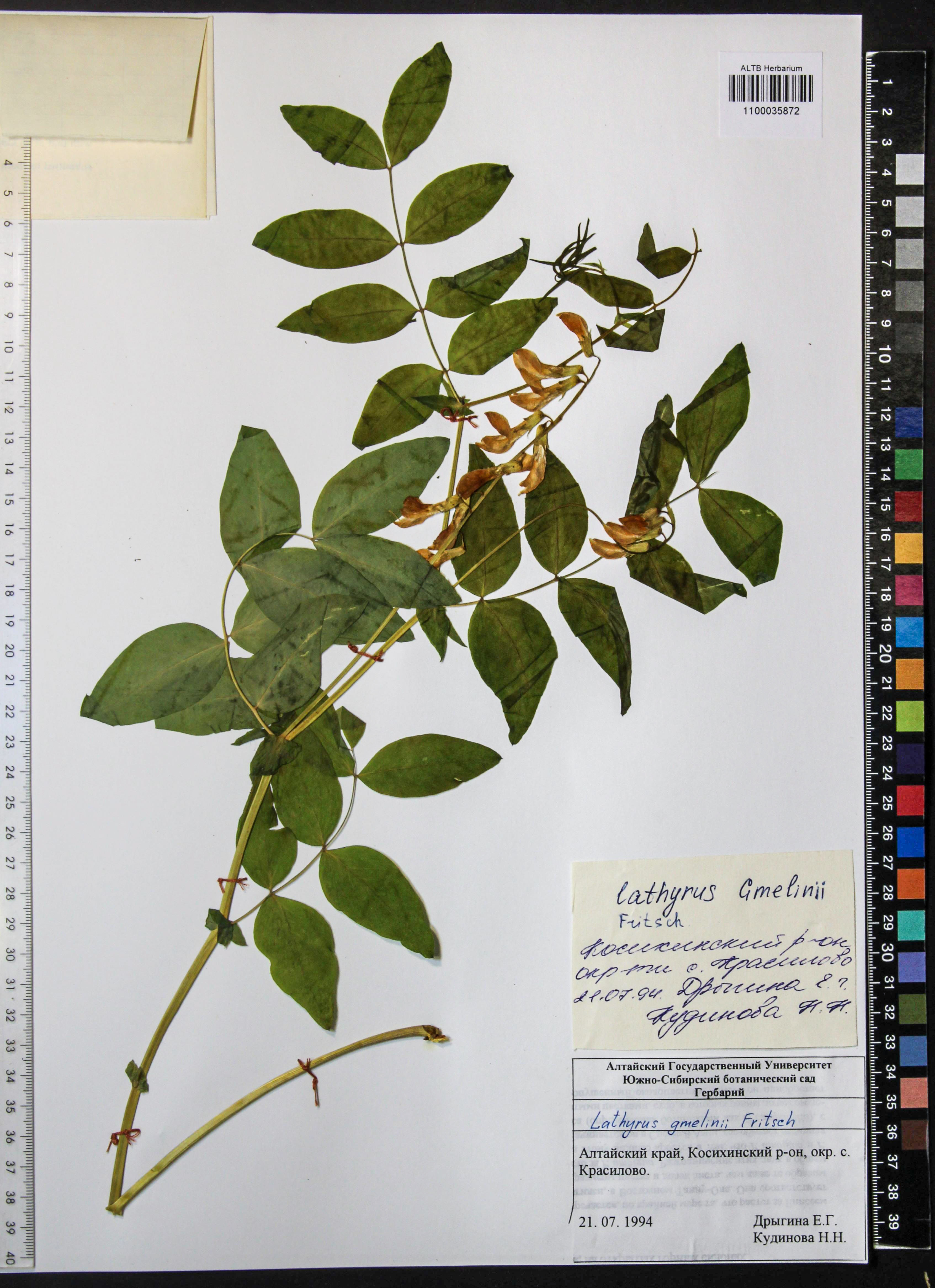 Lathyrus gmelinii Fritsch