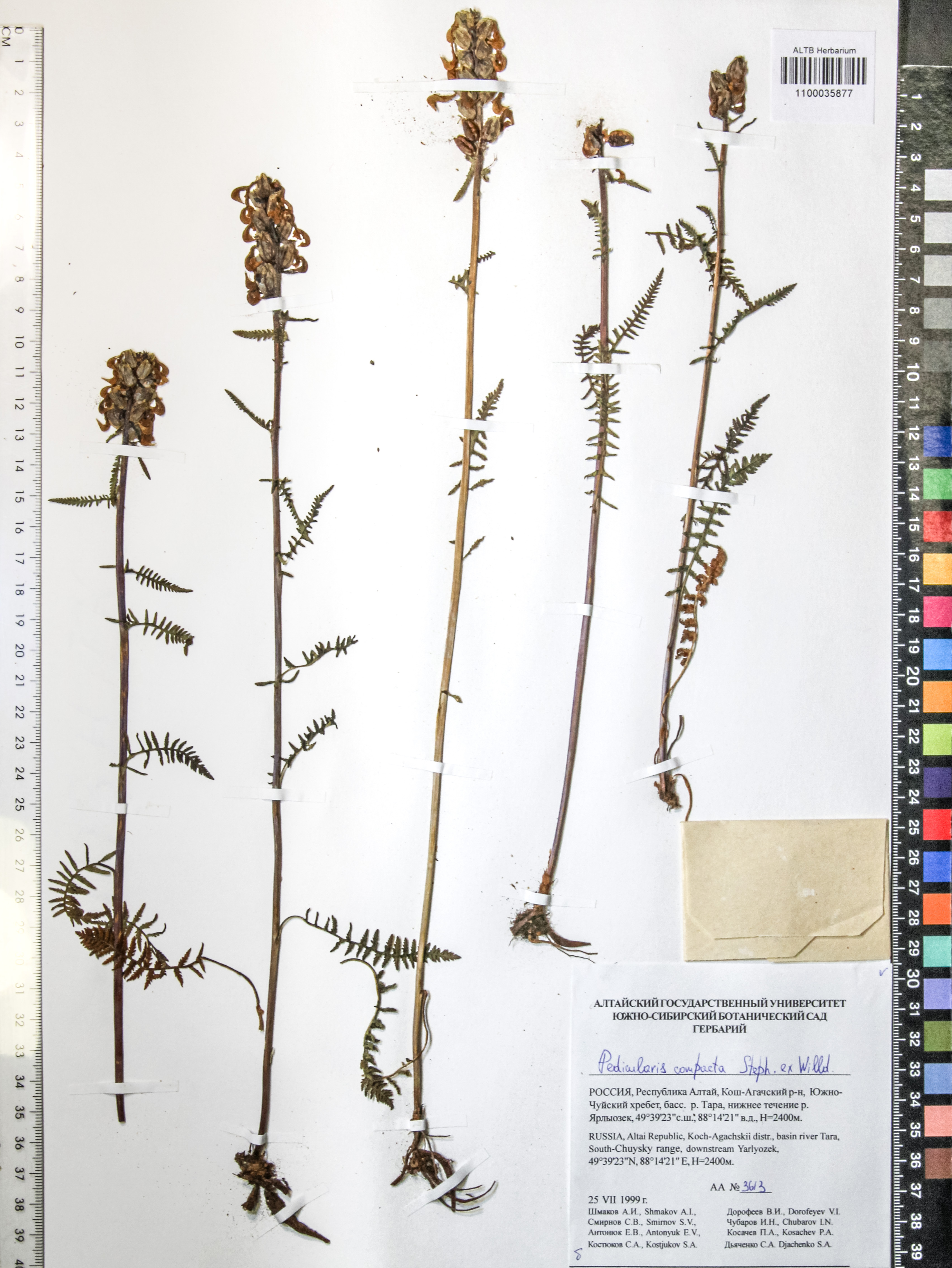 Pedicularis compacta Steph.