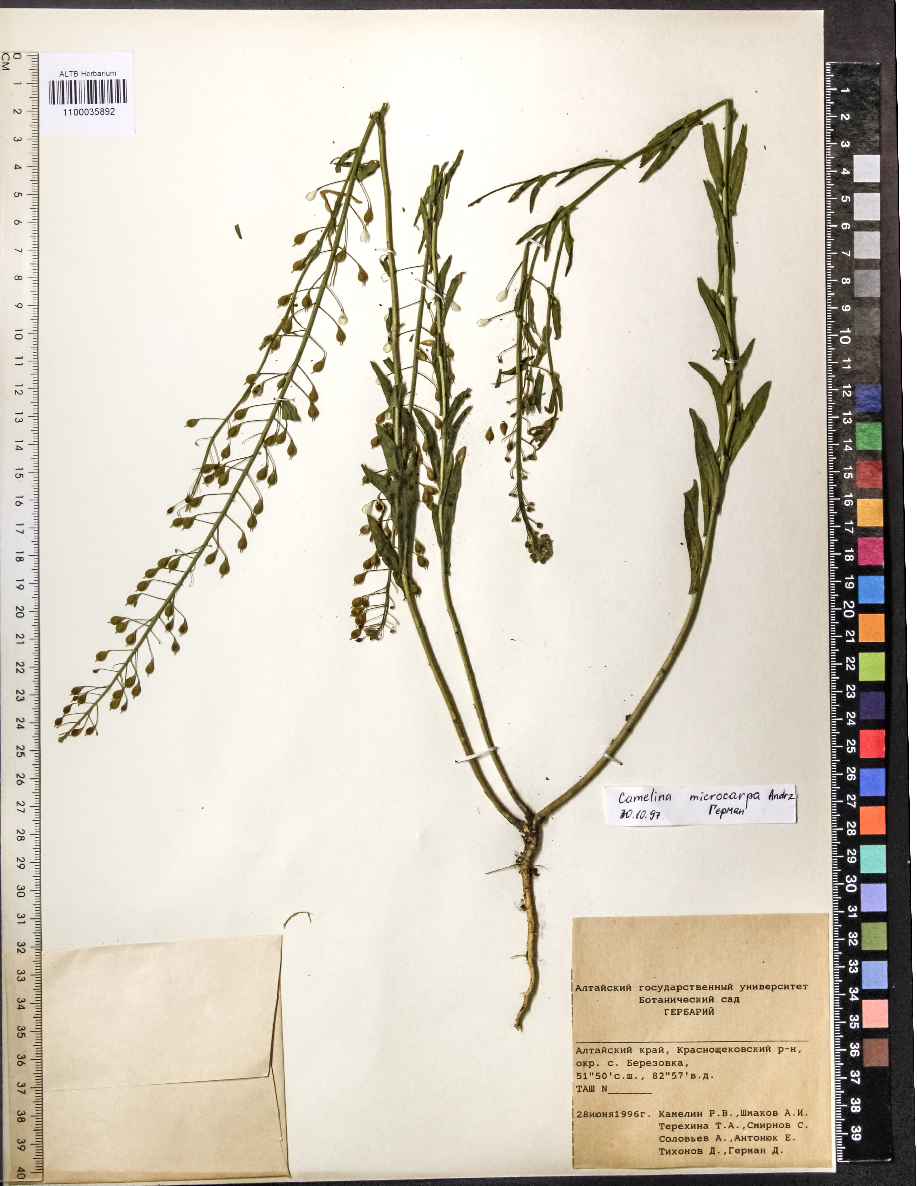 Camelina microcarpa Andrz. ex DC.