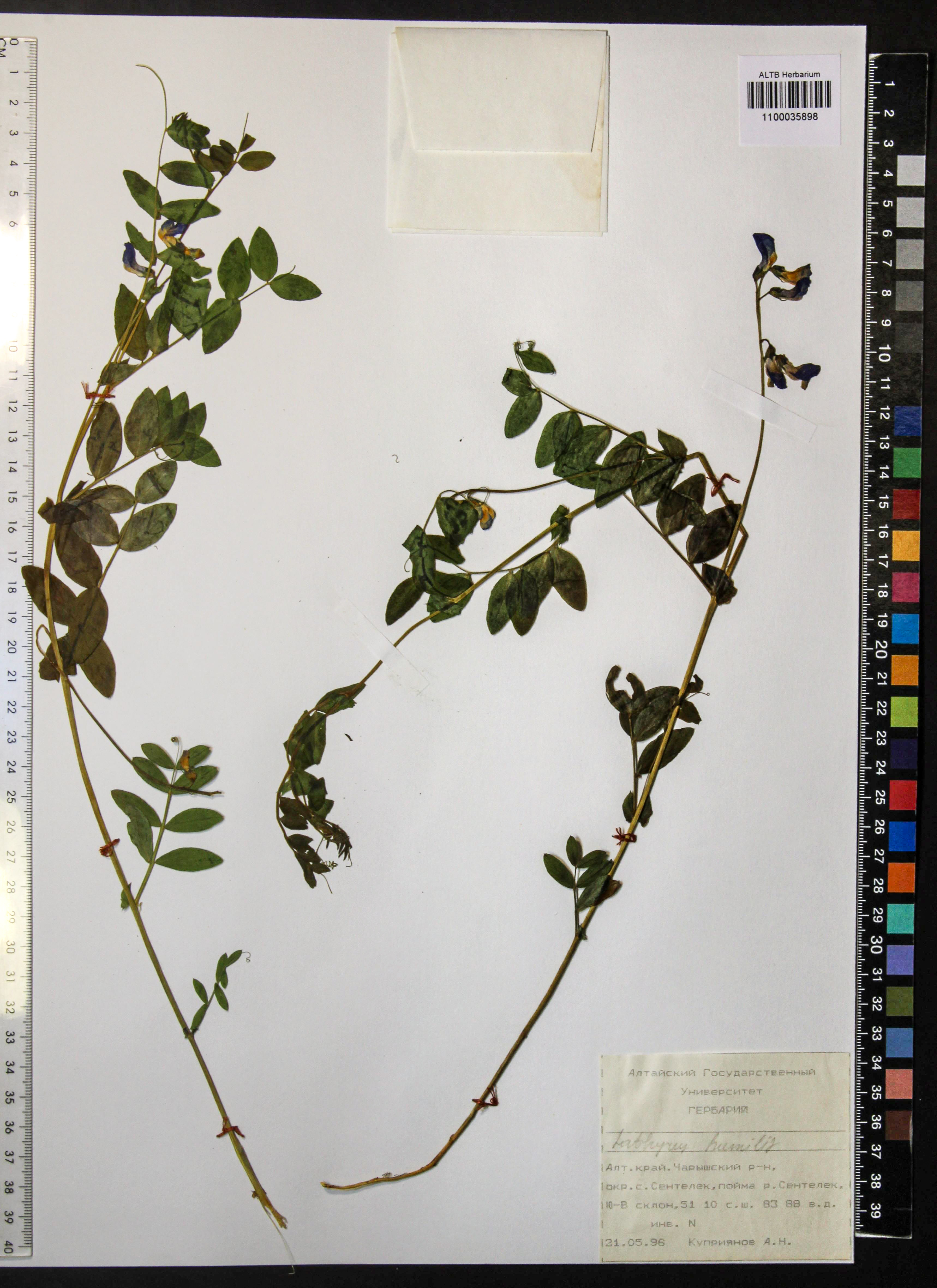 Lathyrus humilis (Ser.) Fisch. ex Spreng.