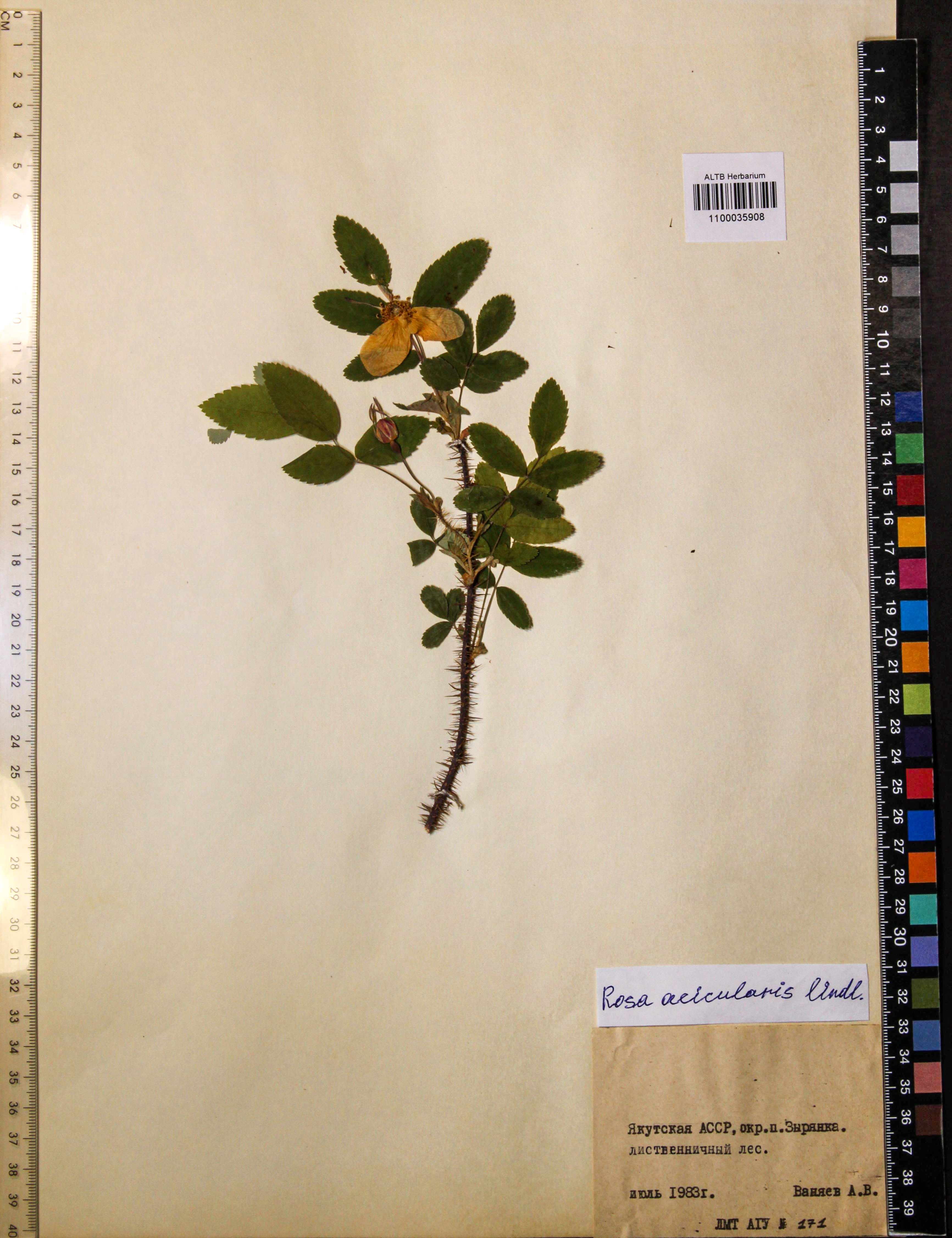 Rosa acicularis Lindl.