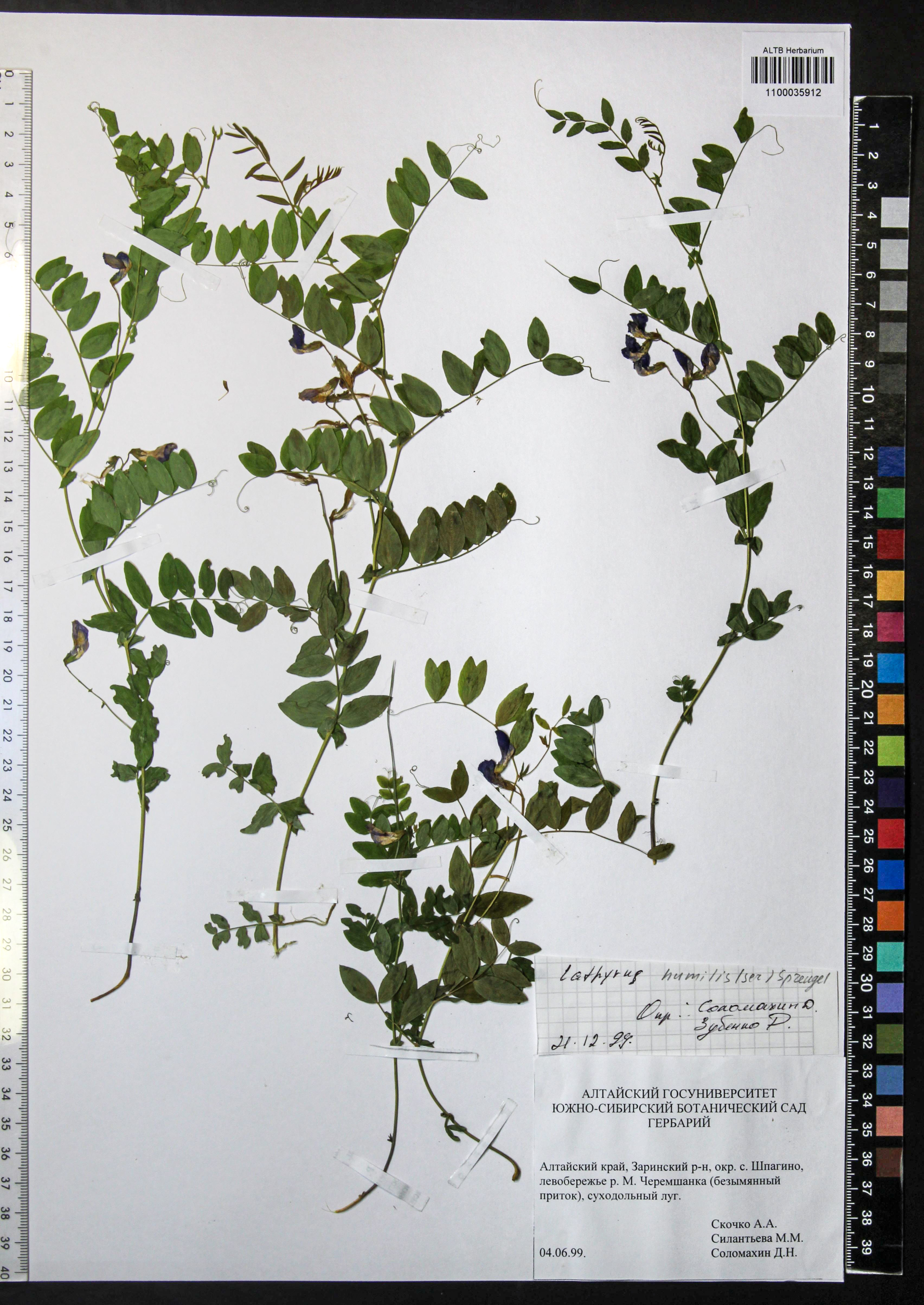 Lathyrus humilis (Ser.) Fisch. ex Spreng.