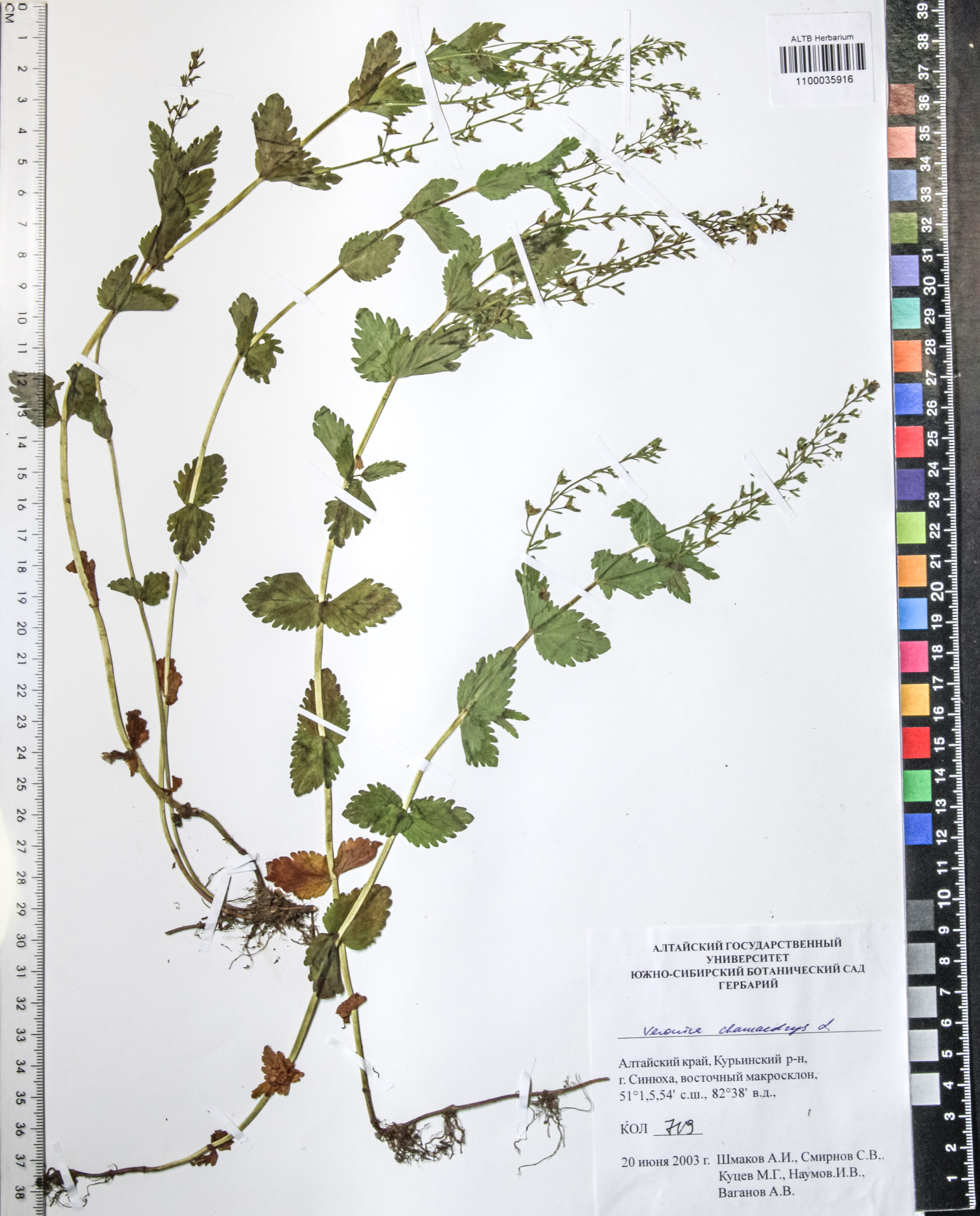 Veronica chamaedrys L.