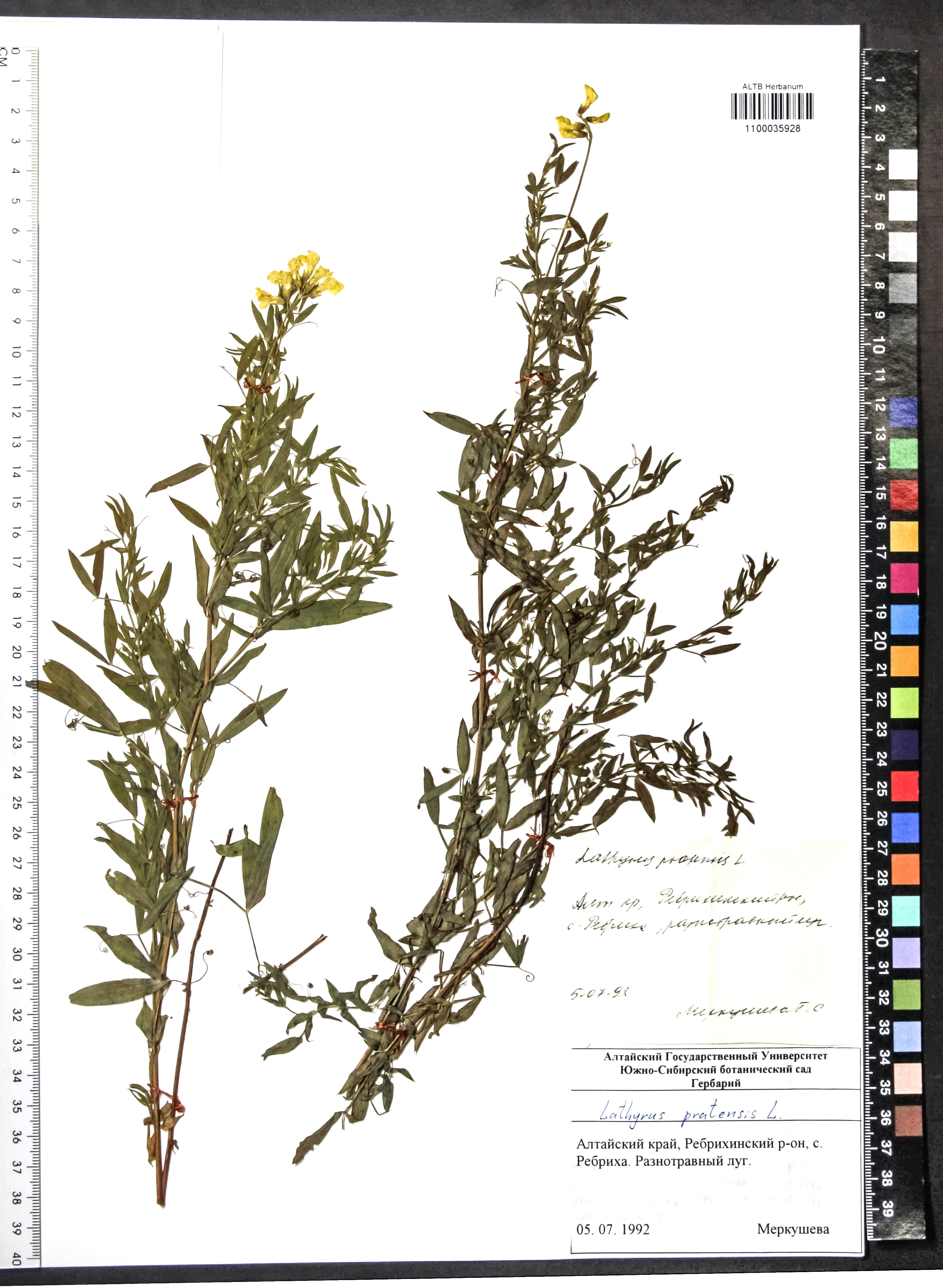 Lathyrus pratensis L.