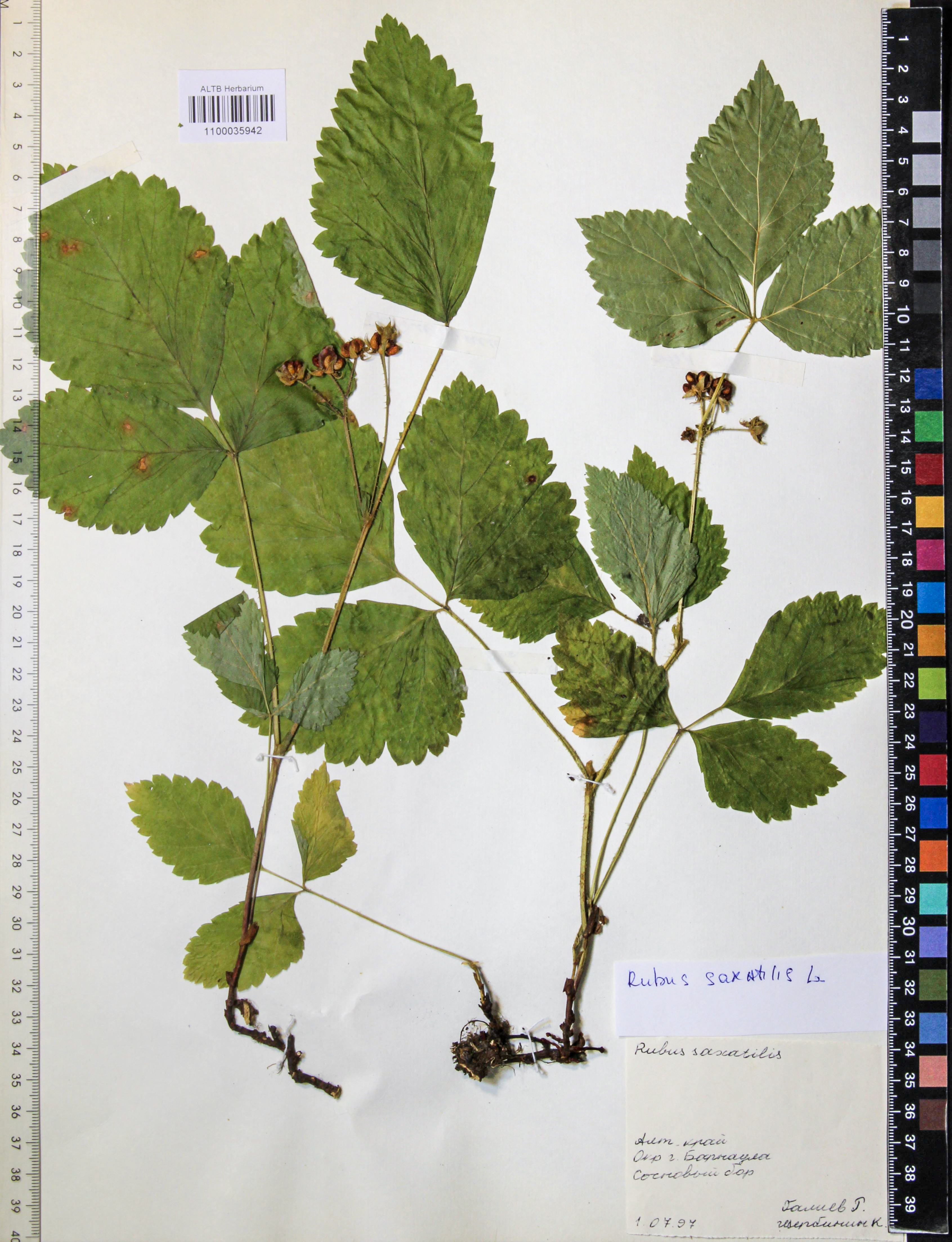 Rubus saxatilis L.