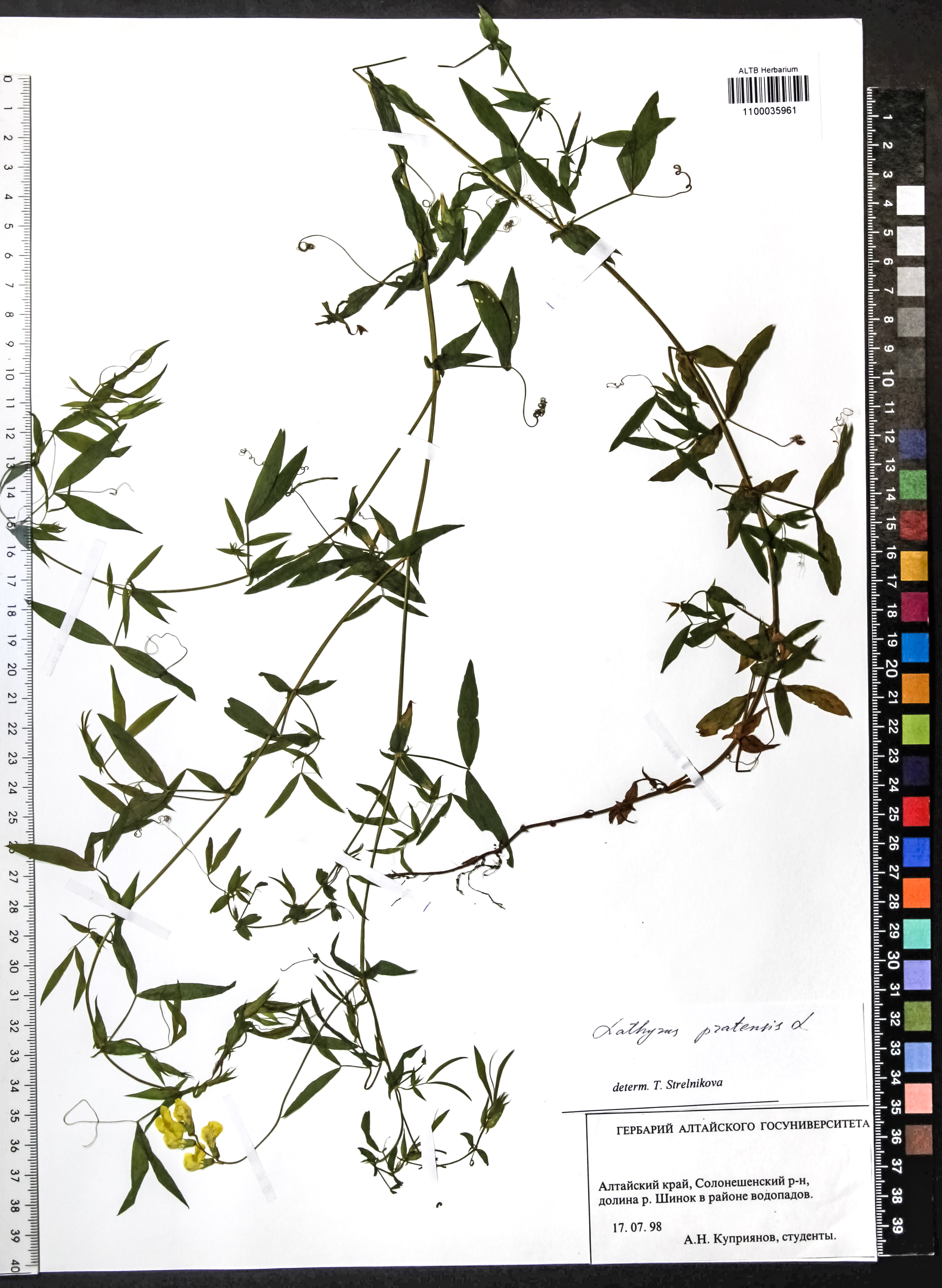 Lathyrus pratensis L.