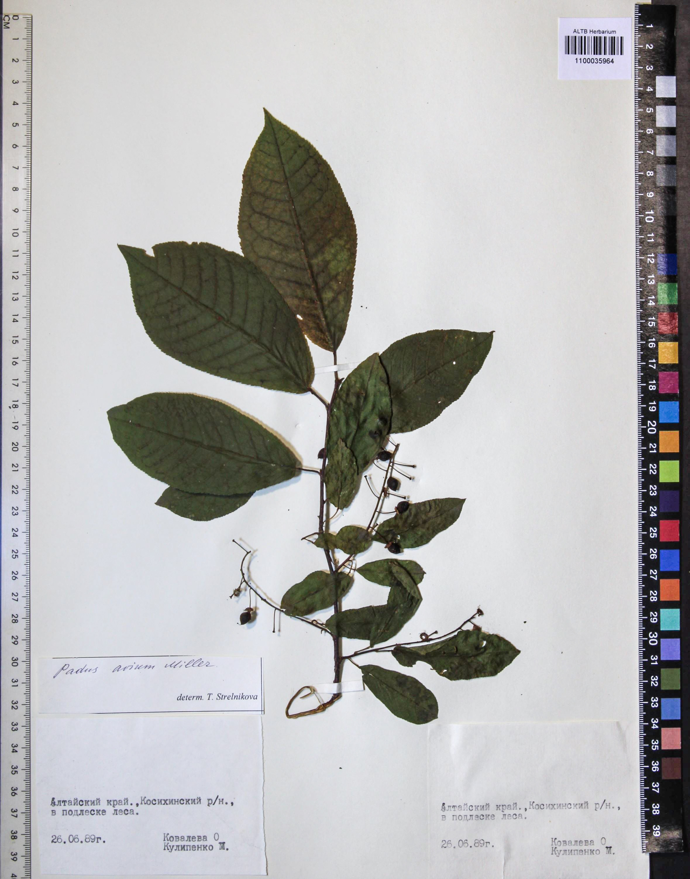 Prunus padus L.