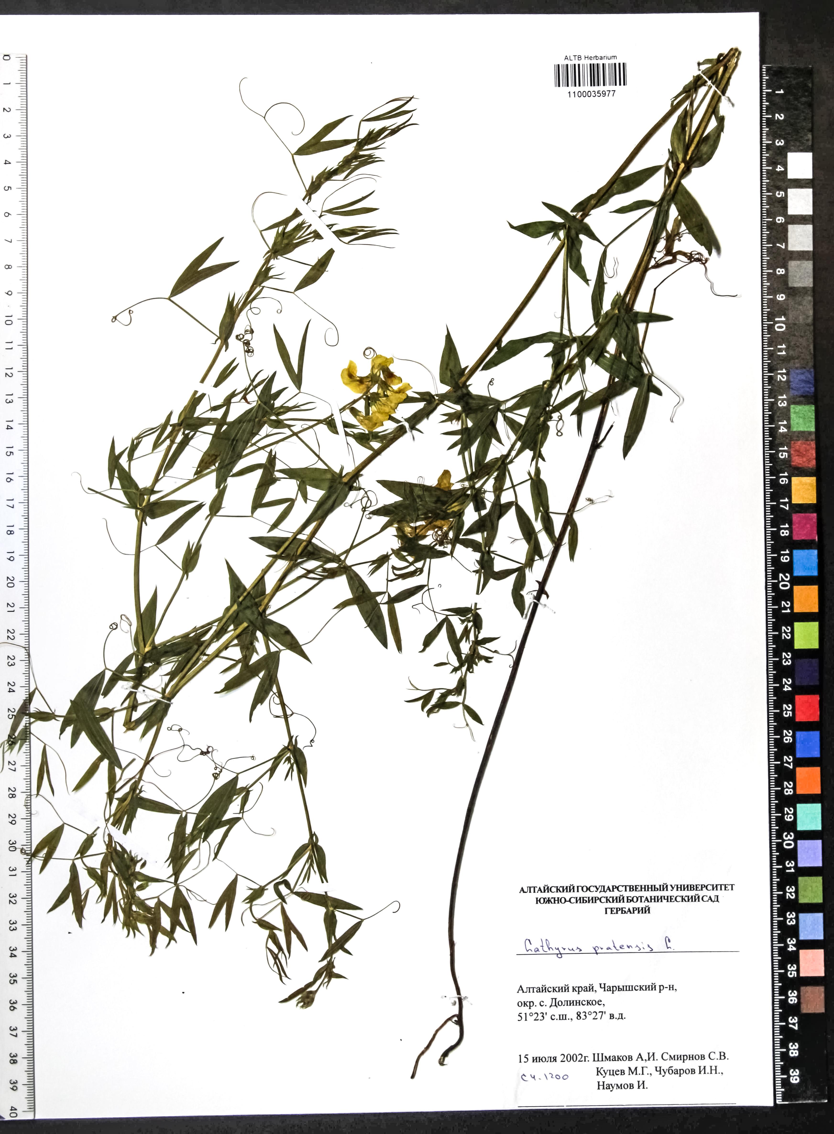 Lathyrus pratensis L.