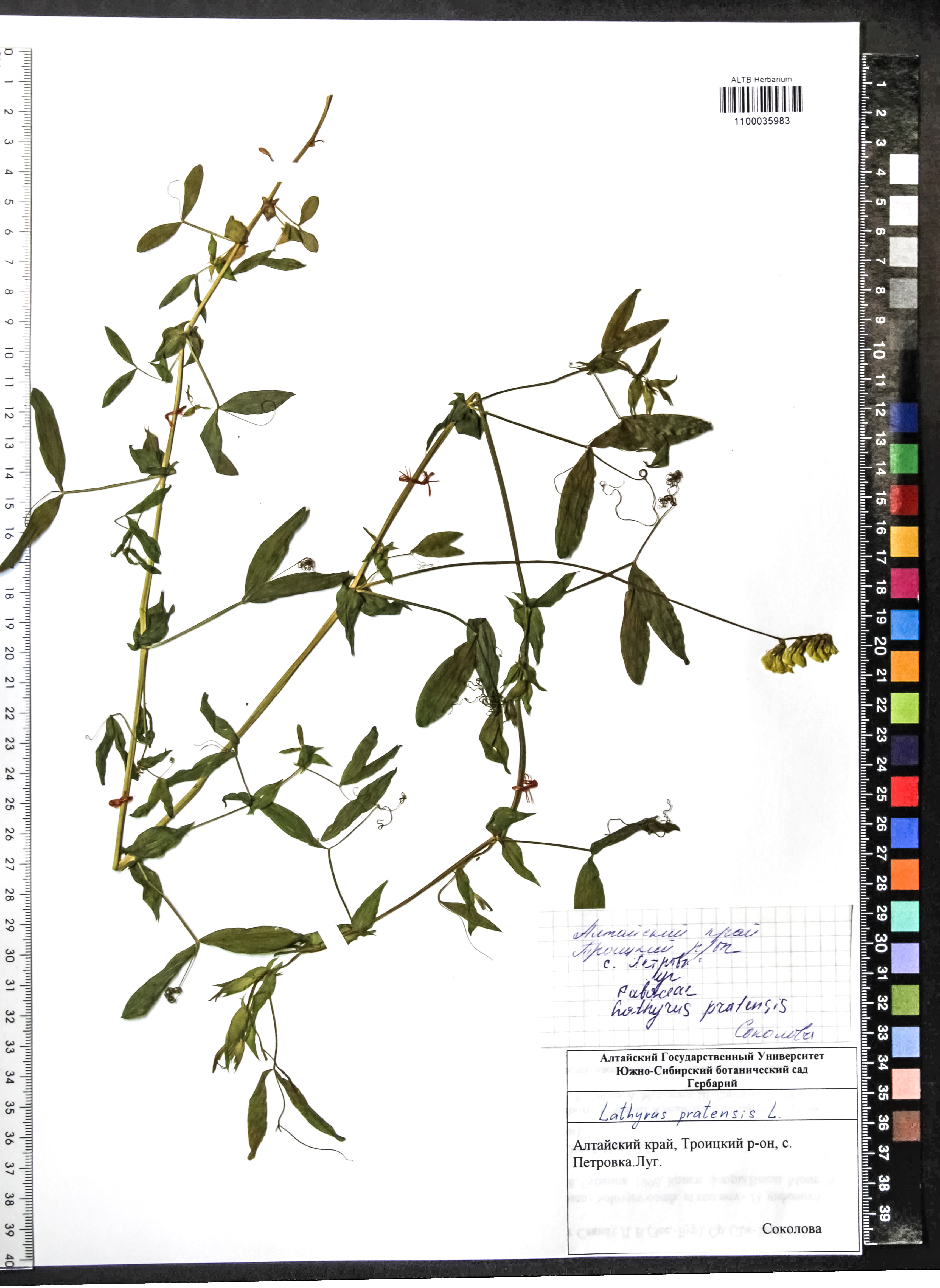 Lathyrus pratensis L.