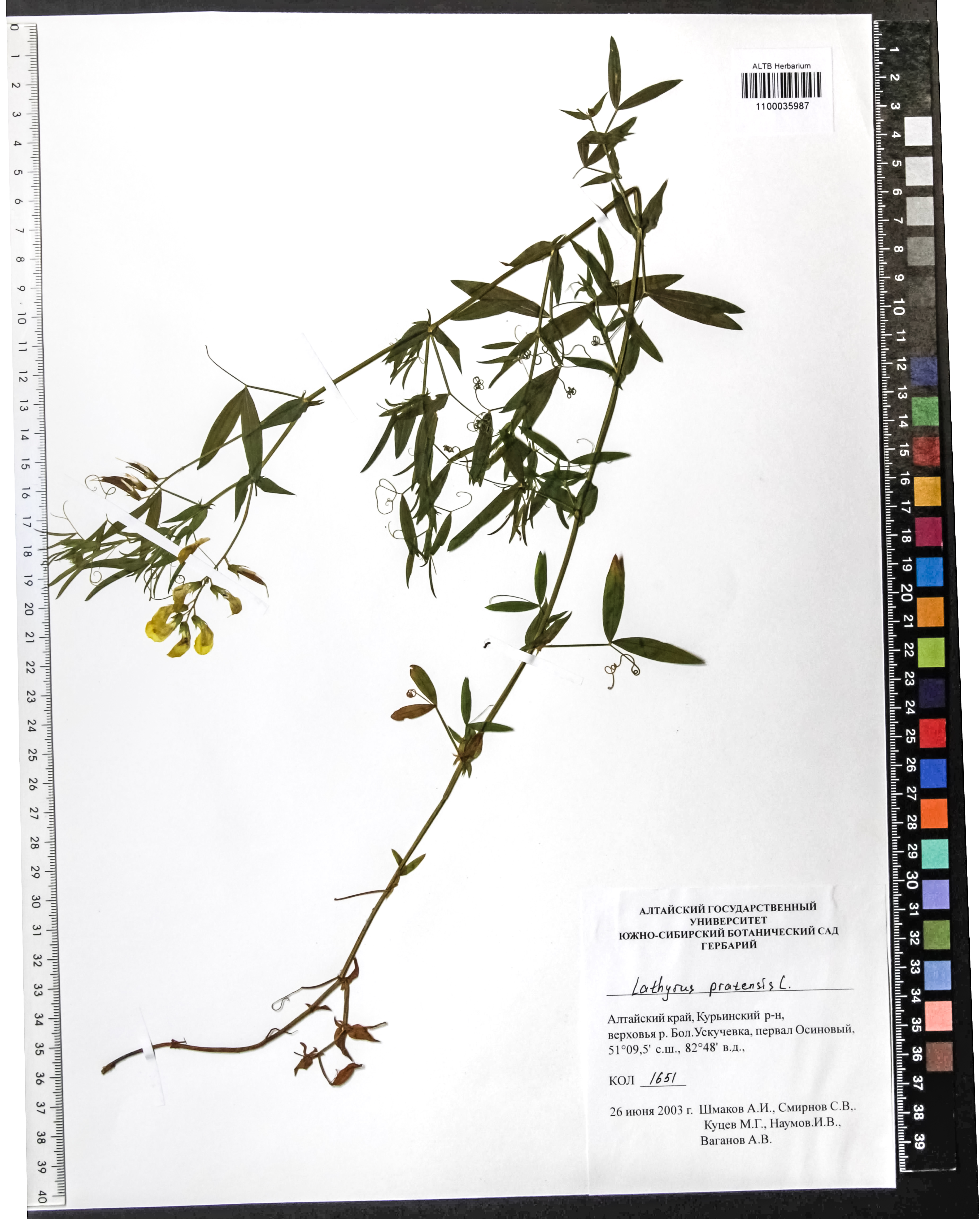 Lathyrus pratensis L.