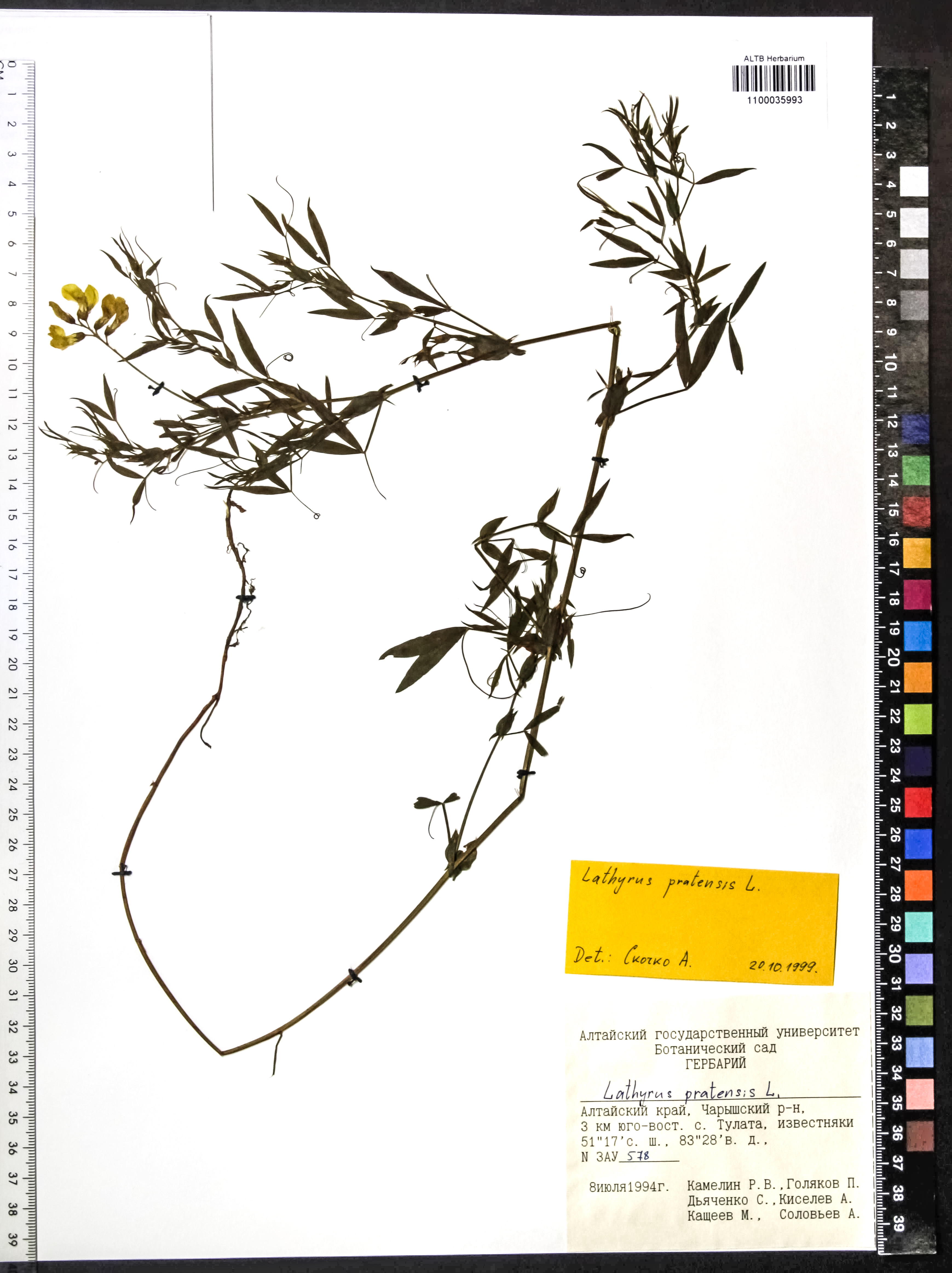 Lathyrus pratensis L.